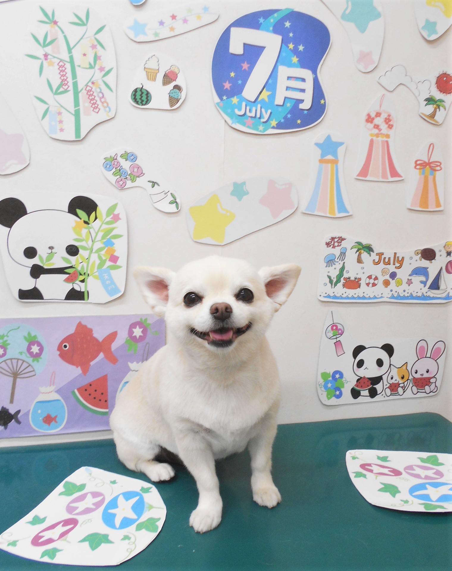 チワワのトリミングカット シュシュどうぶつ病院の1枚目
