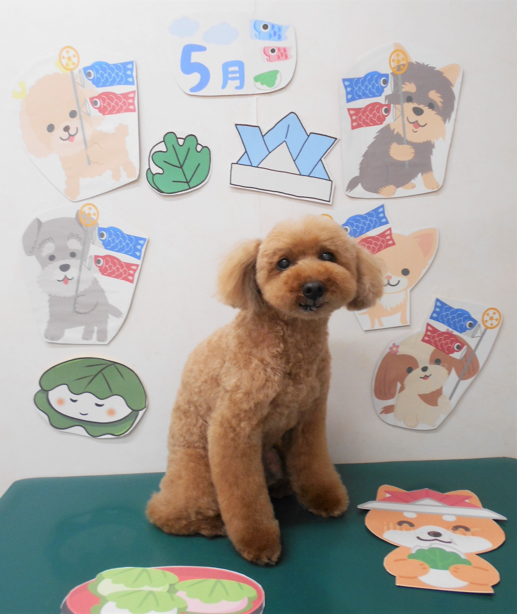 トイプードルのトリミングカット シュシュどうぶつ病院の1枚目