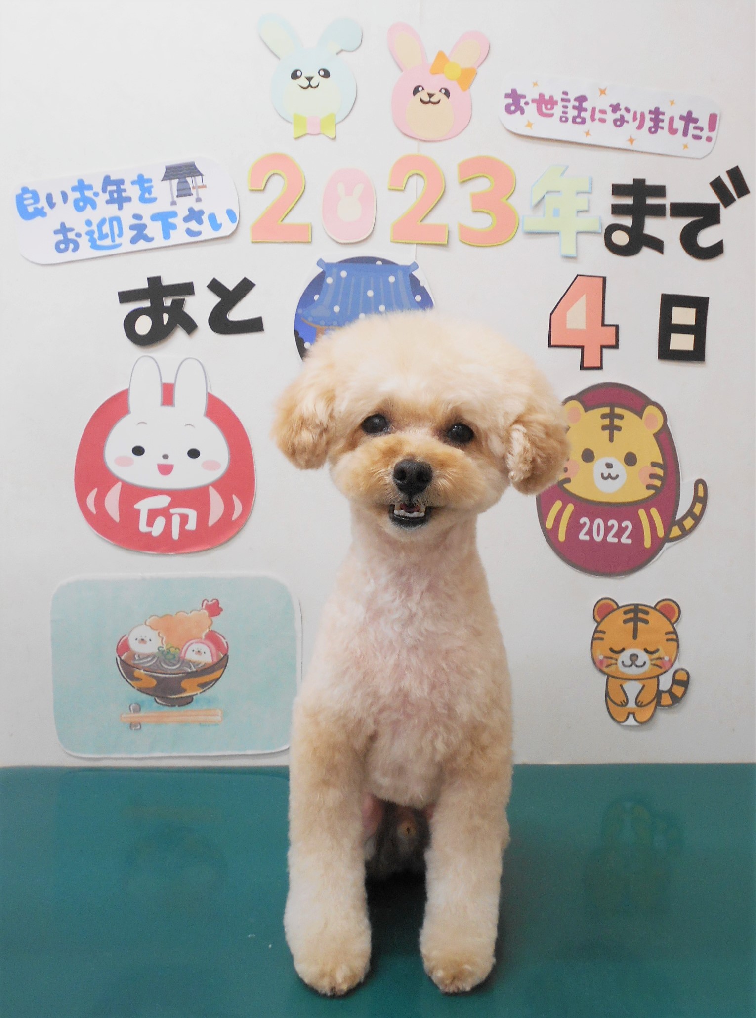 トイプードルのトリミングカット シュシュどうぶつ病院の1枚目