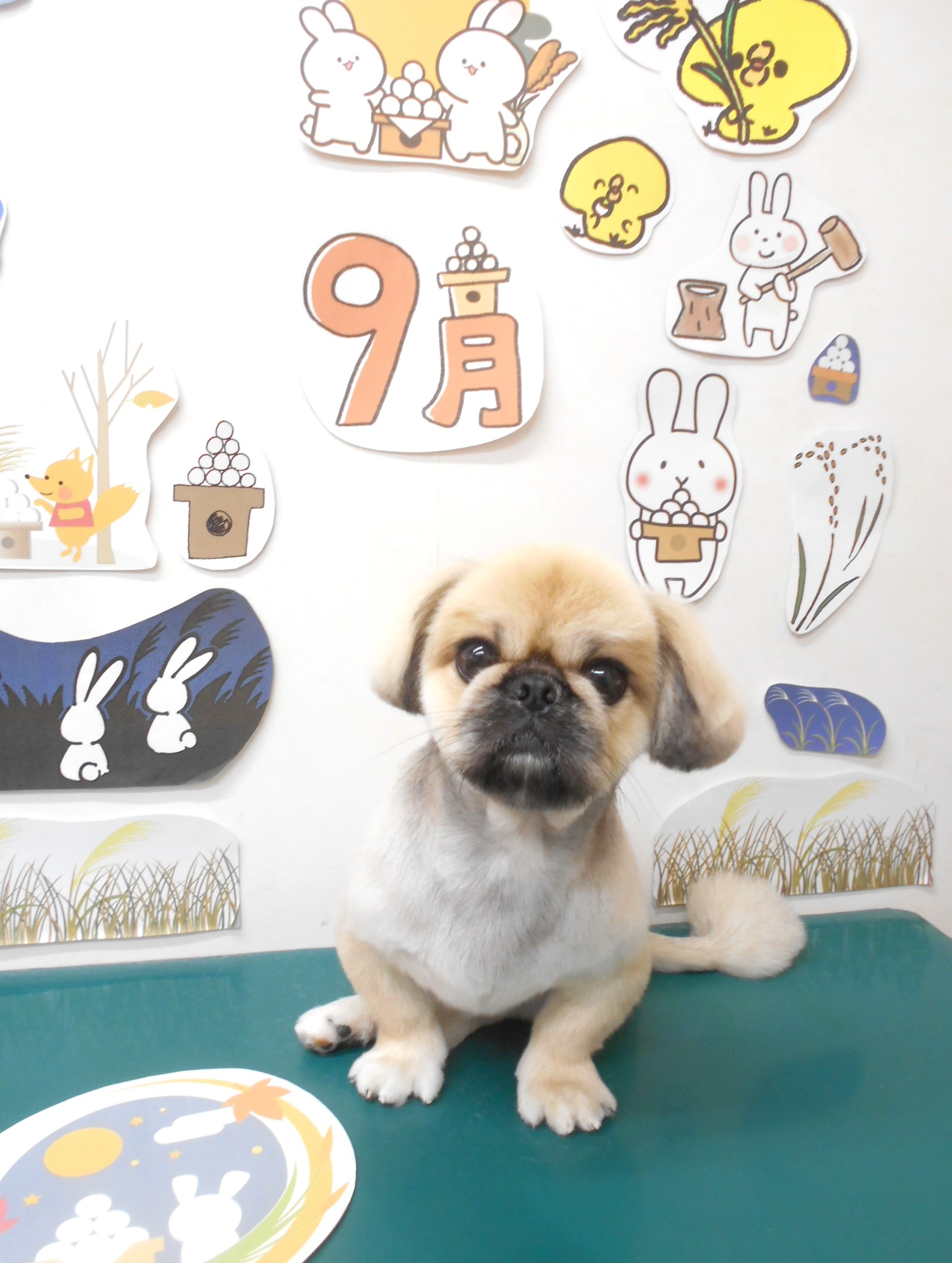 ミックス犬(その他)のトリミングカット シュシュどうぶつ病院の1枚目