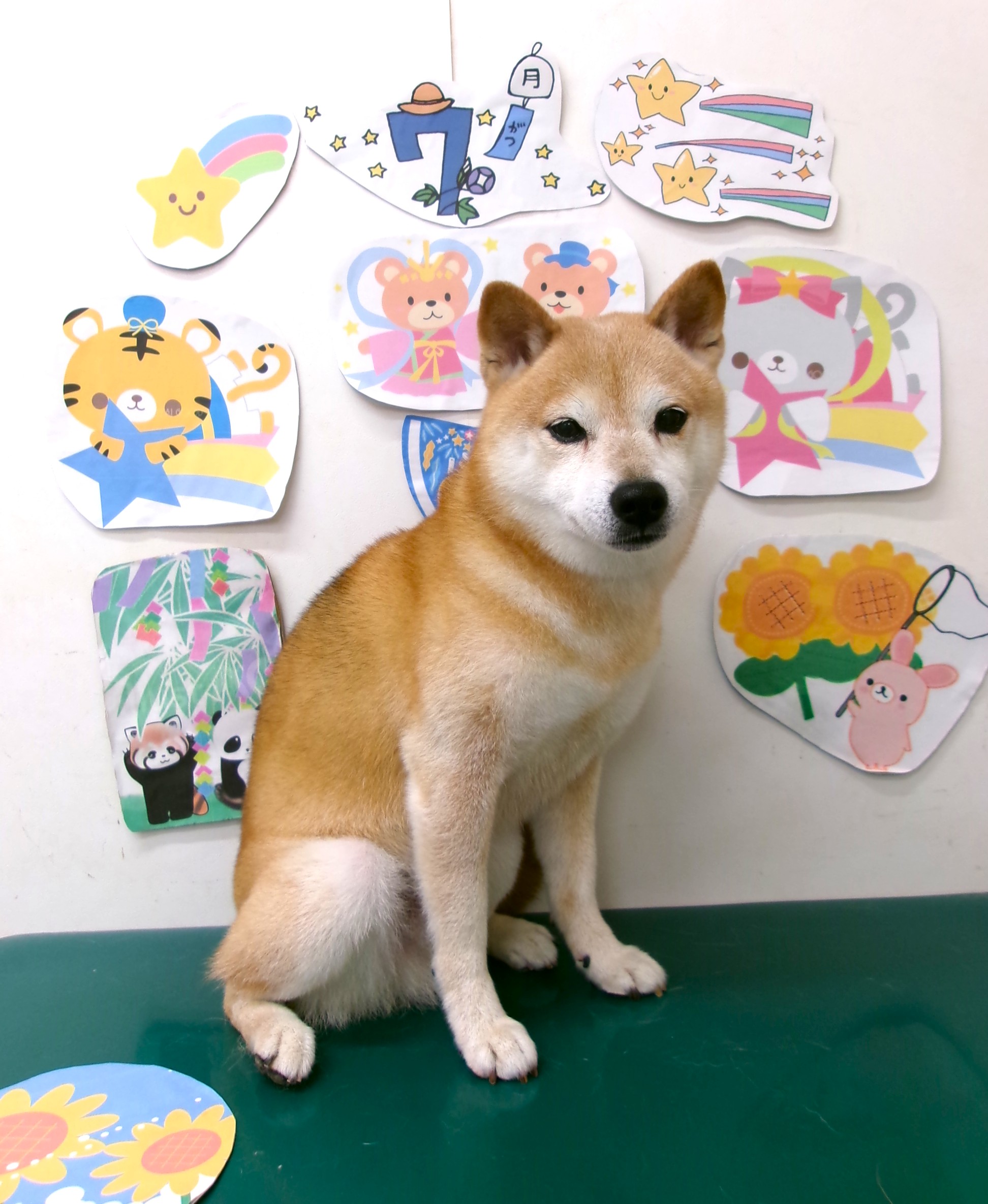 柴犬のトリミングカット シュシュどうぶつ病院の1枚目