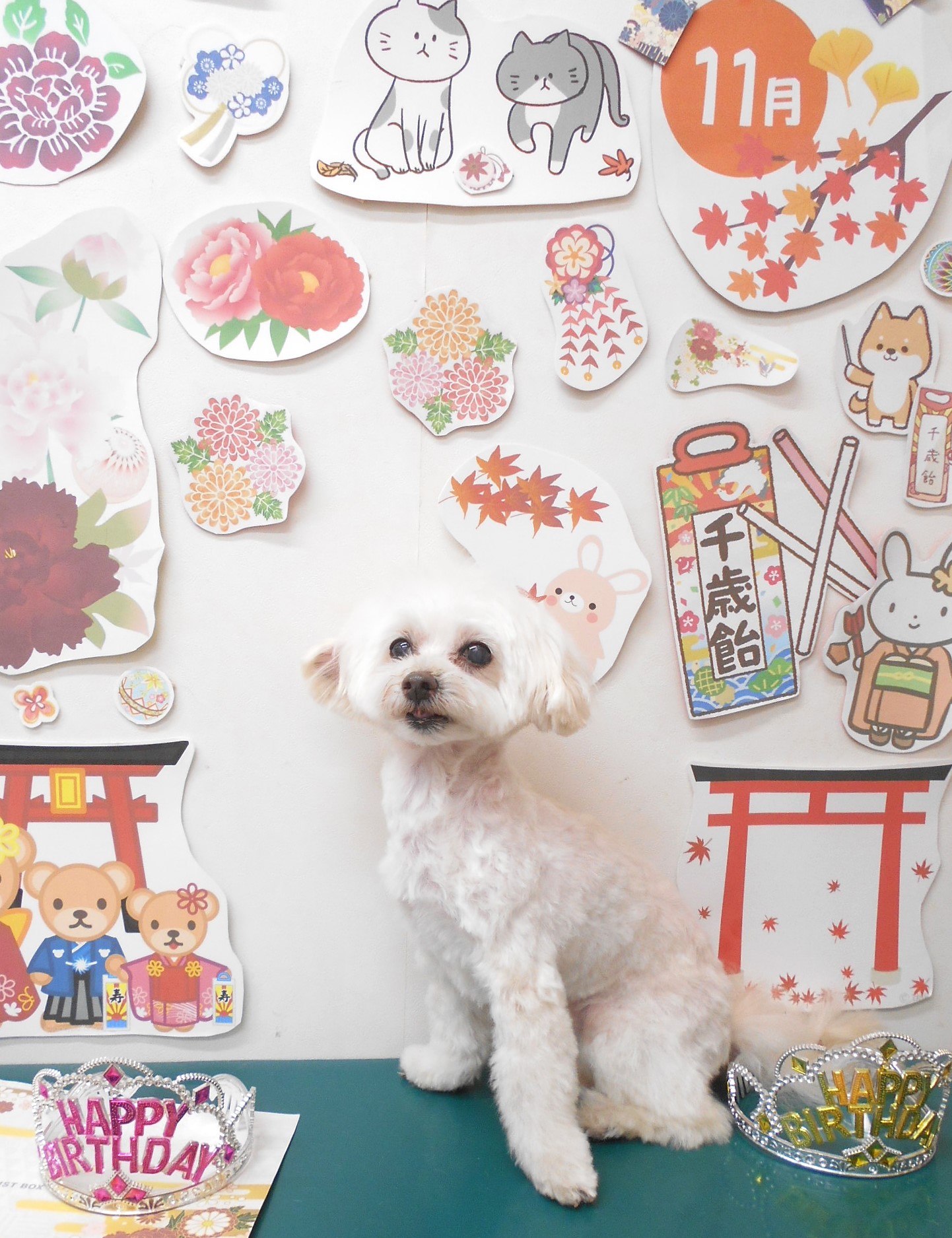 ミックス犬(その他)のトリミングカット シュシュどうぶつ病院の1枚目