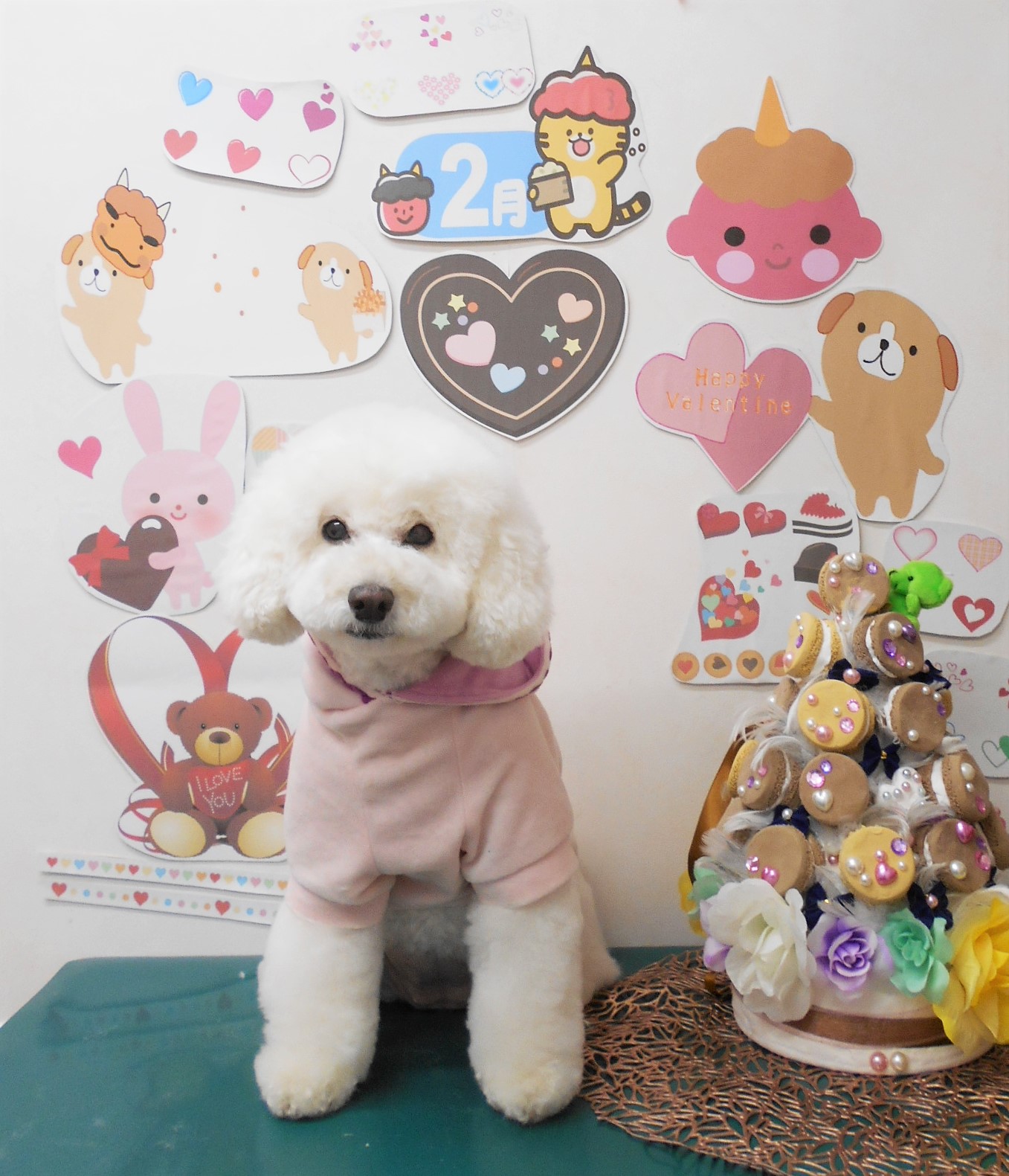 トイプードルのトリミングカット シュシュどうぶつ病院の1枚目