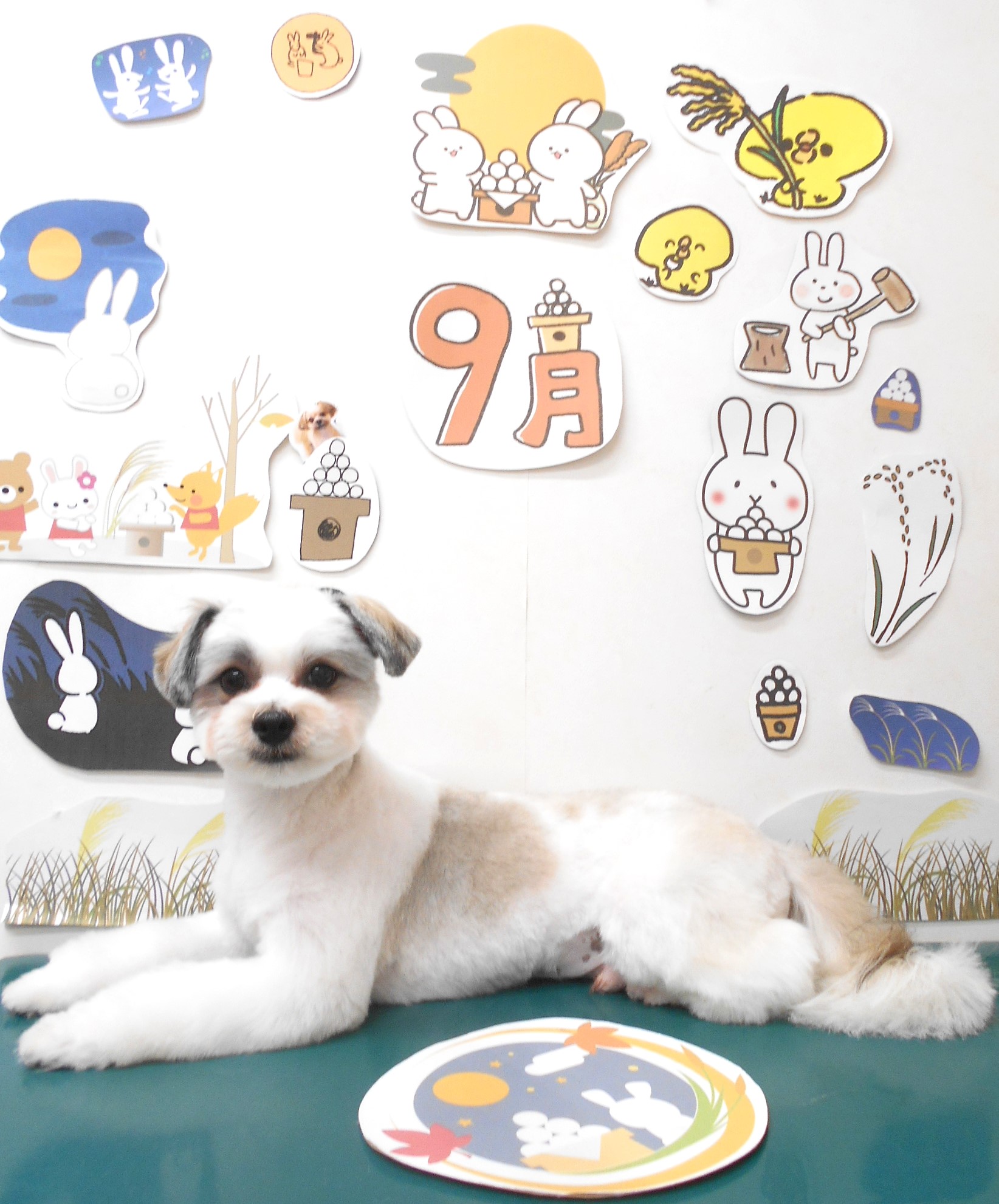 ミックス犬(その他)のトリミングカット シュシュどうぶつ病院の1枚目