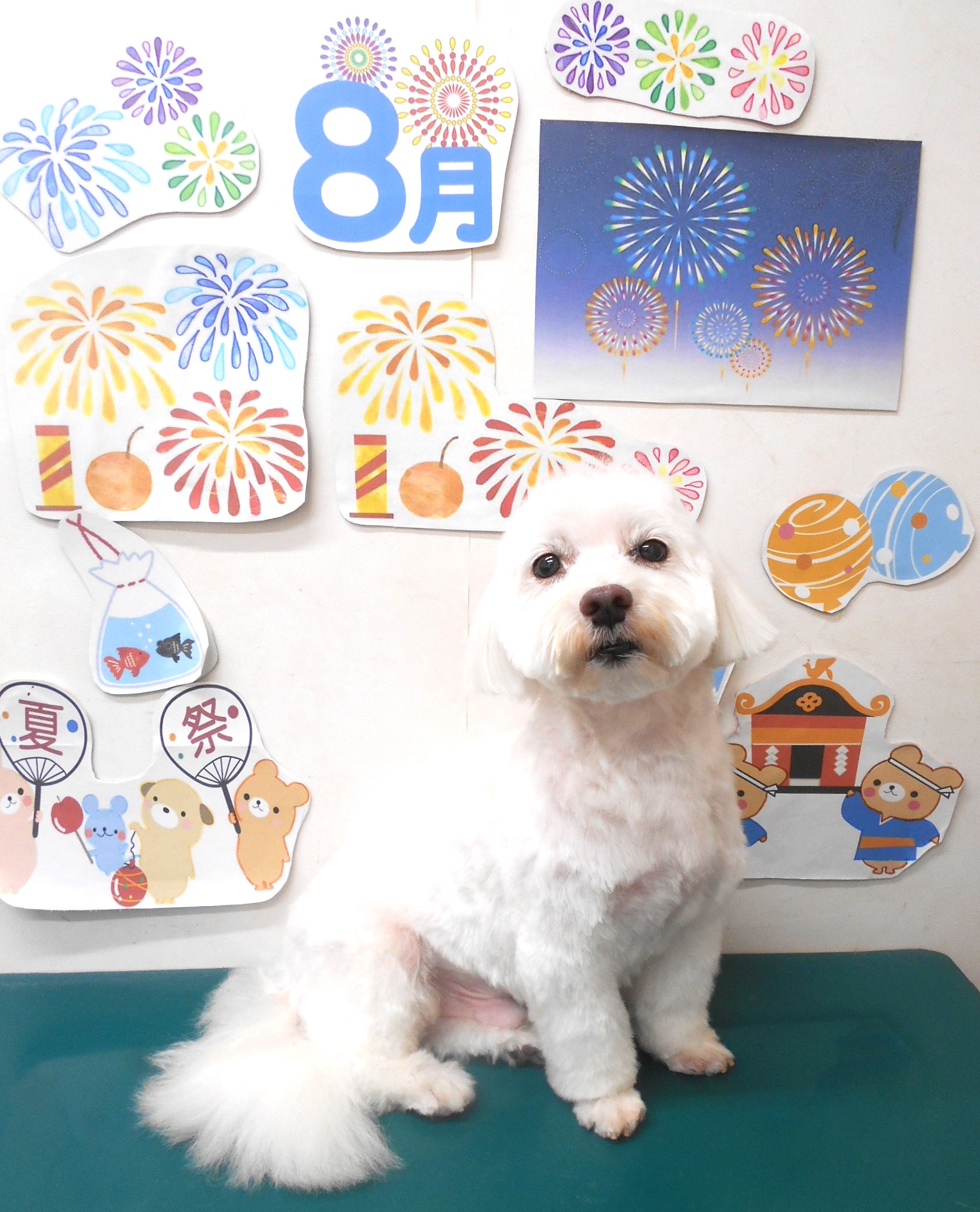 ミックス犬(その他)のトリミングカット シュシュどうぶつ病院の1枚目