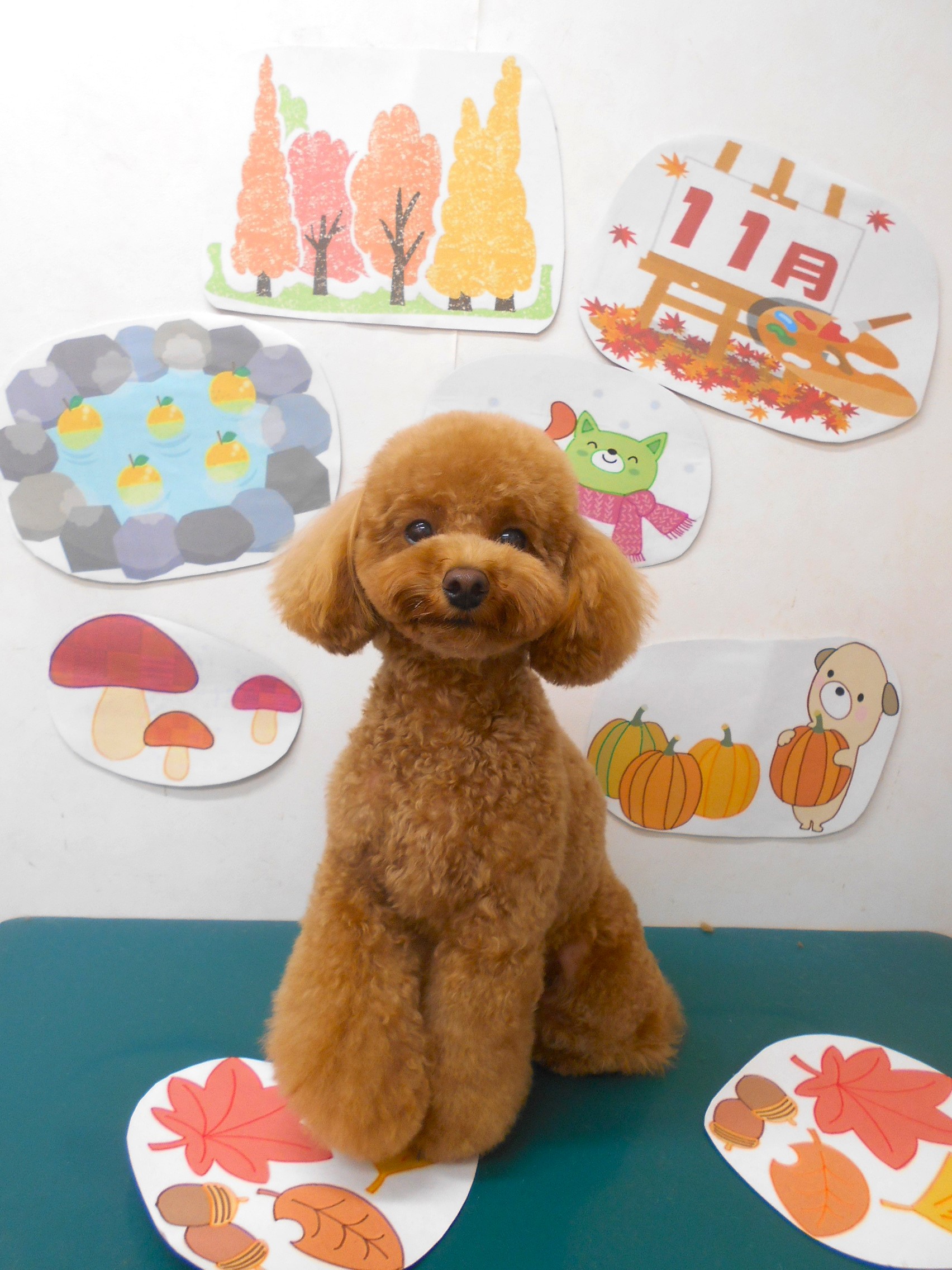 トイプードルのトリミングカット シュシュどうぶつ病院の1枚目