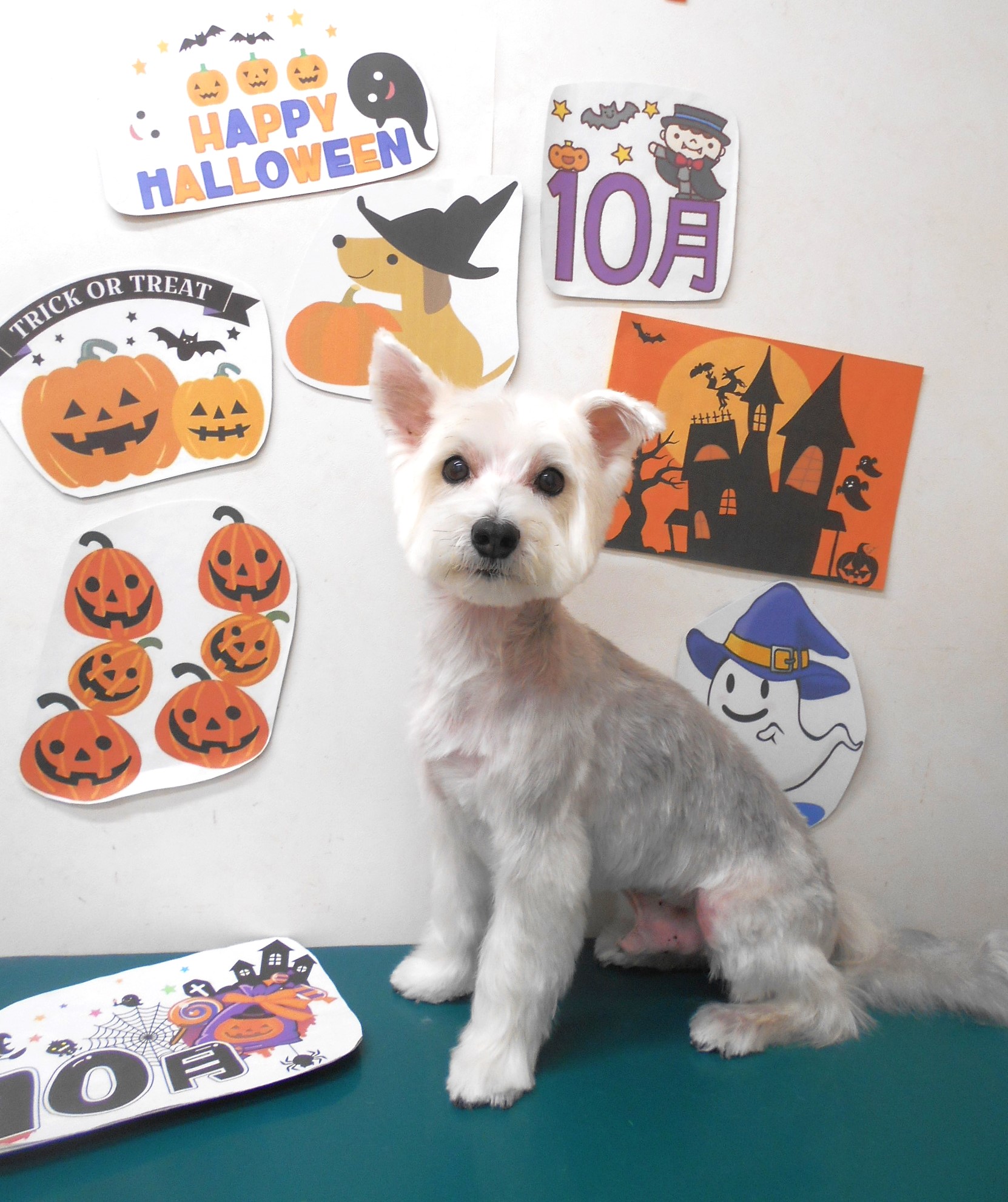 ミックス犬(その他)のトリミングカット シュシュどうぶつ病院の1枚目