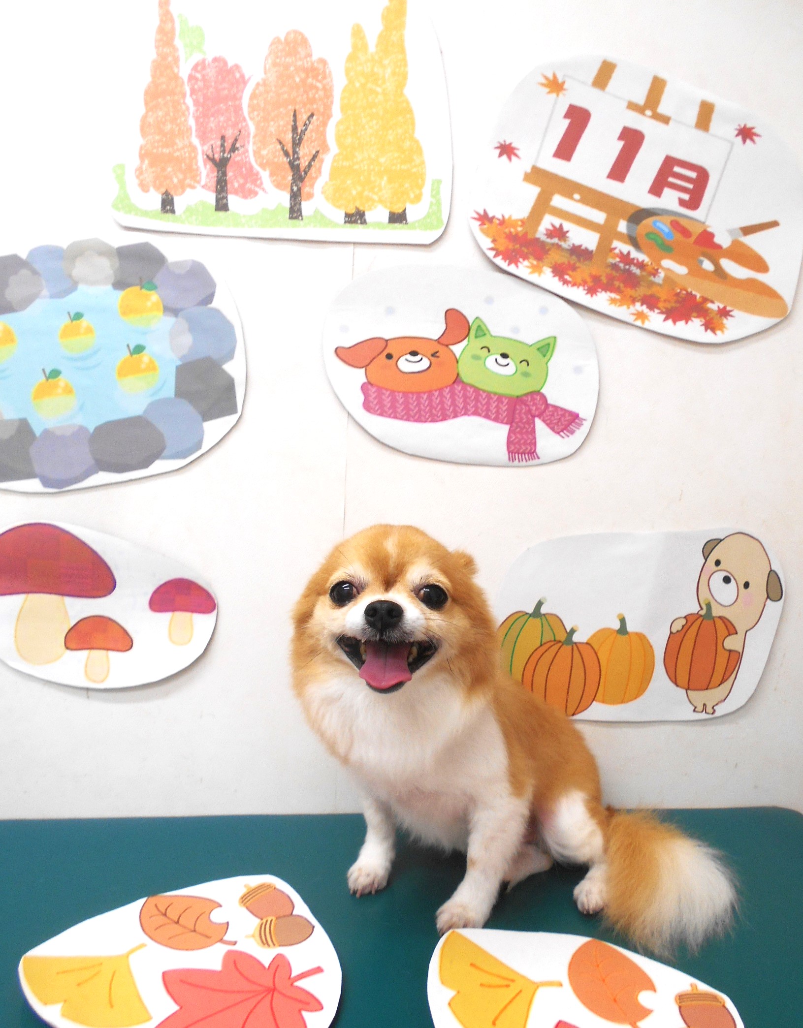 チワワのトリミングカット シュシュどうぶつ病院の1枚目