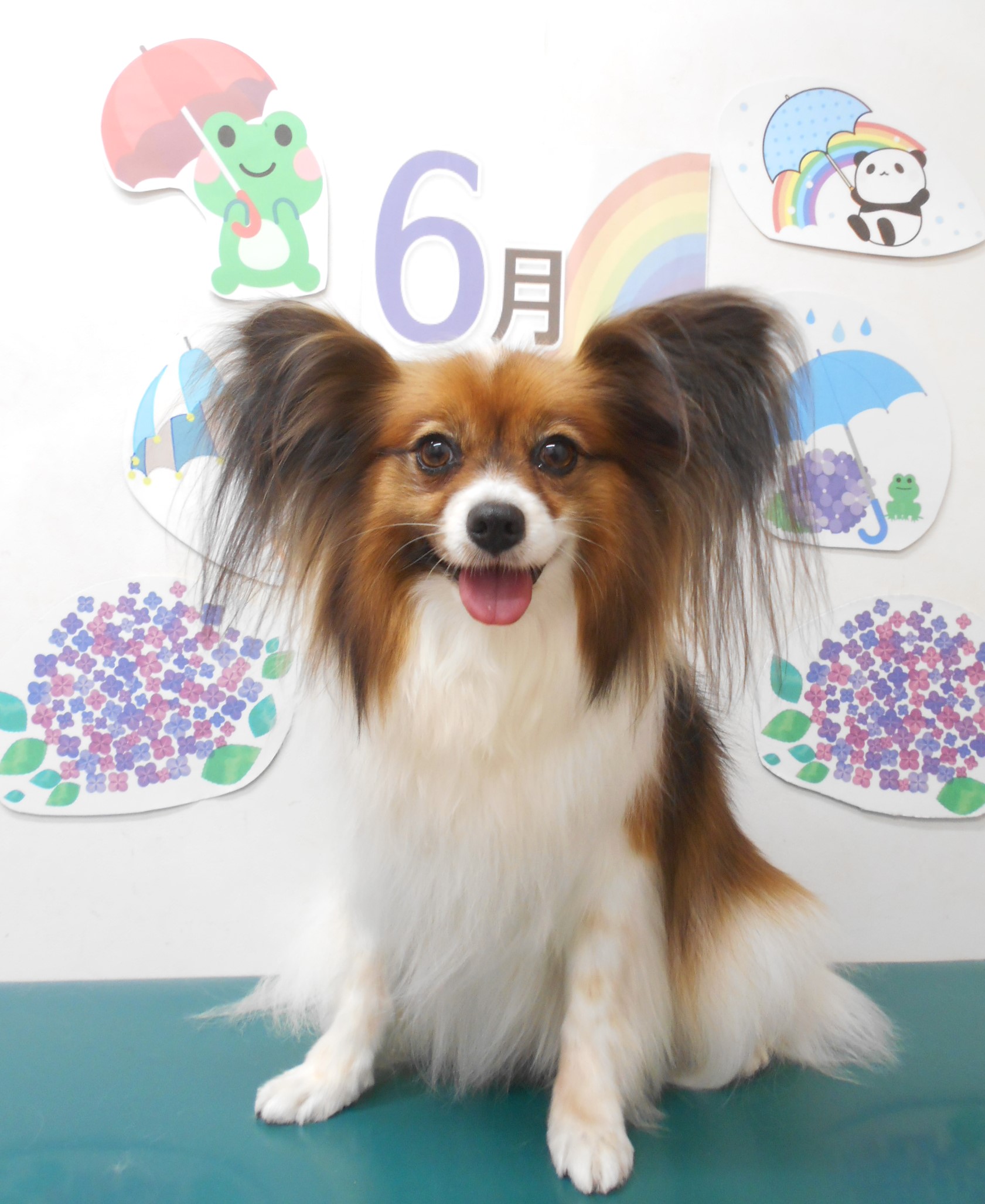 パピヨンのトリミングカット シュシュどうぶつ病院の1枚目