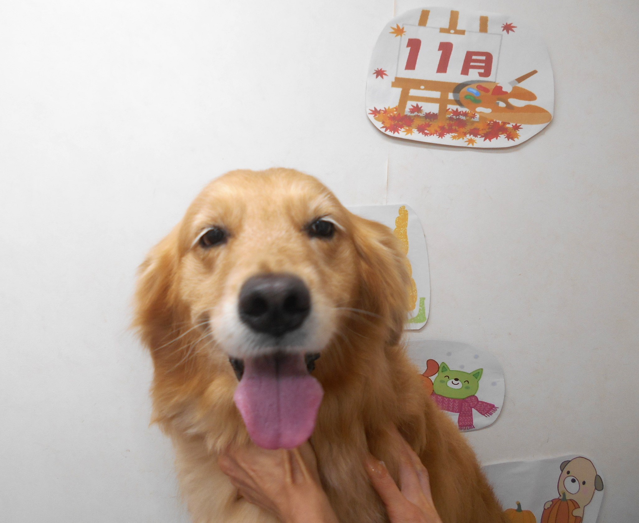 ゴールデンレトリーバーのトリミングカット シュシュどうぶつ病院の1枚目
