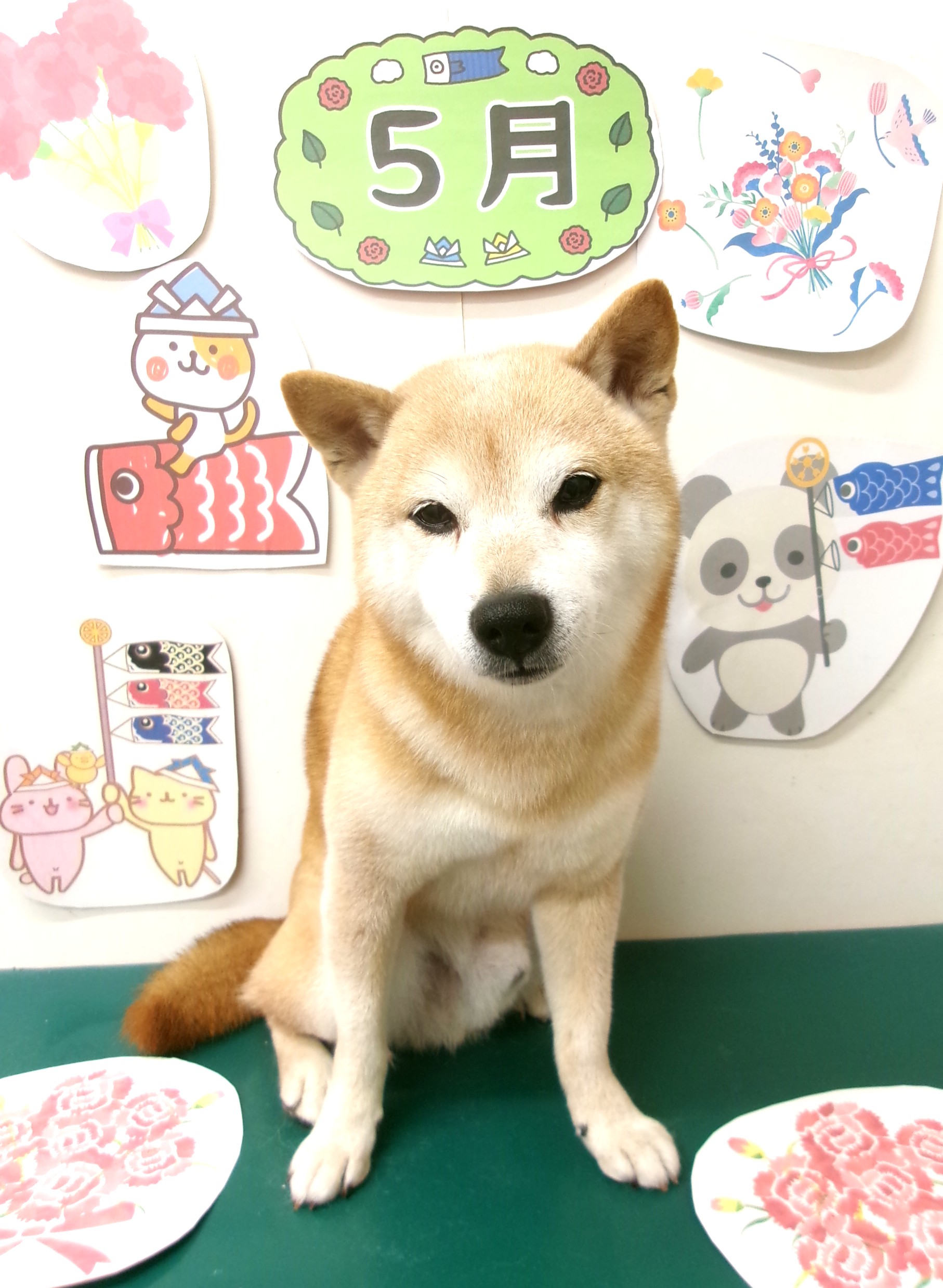 柴犬のトリミングカット シュシュどうぶつ病院の1枚目