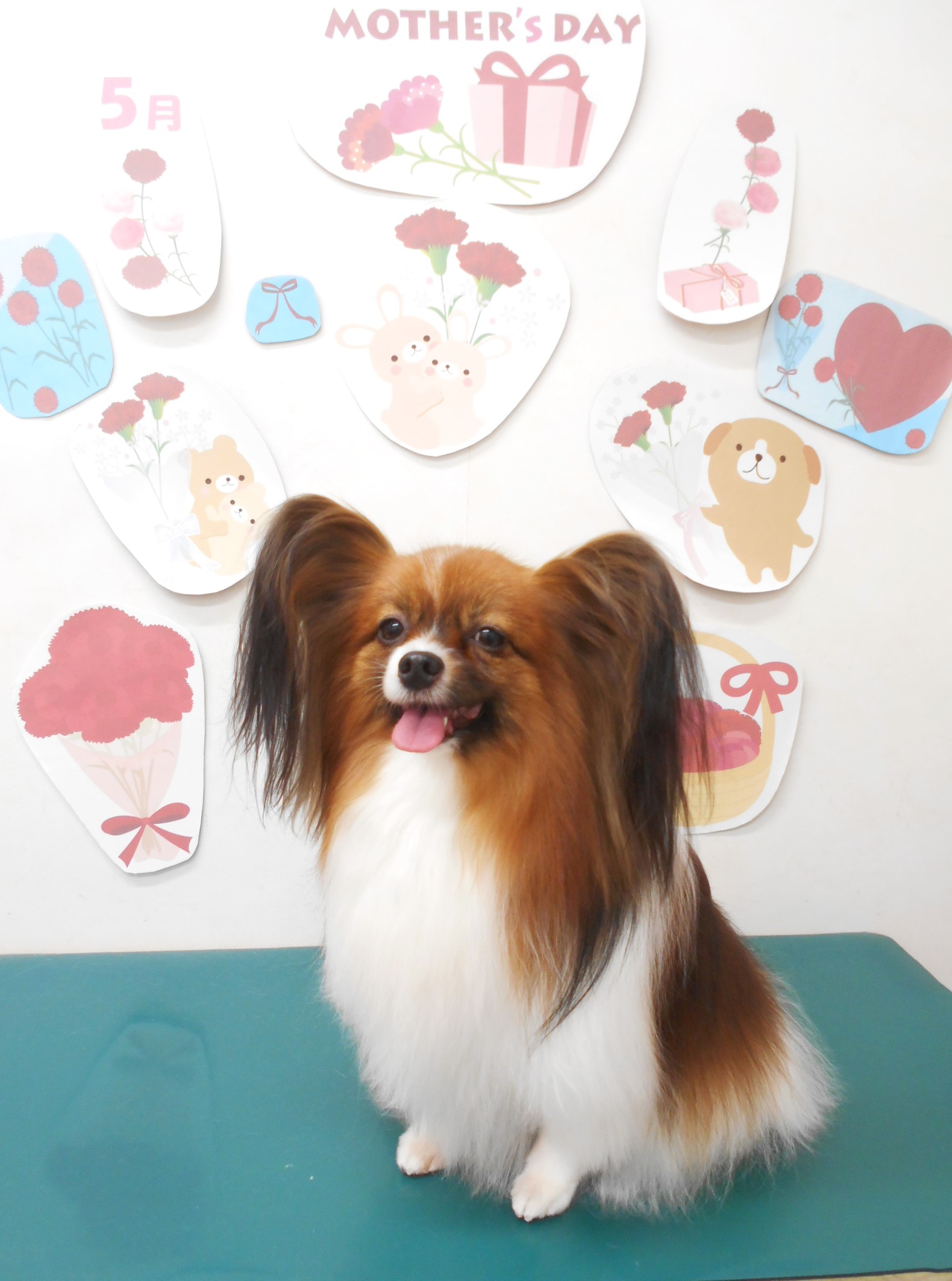 パピヨンのトリミングカット シュシュどうぶつ病院の1枚目