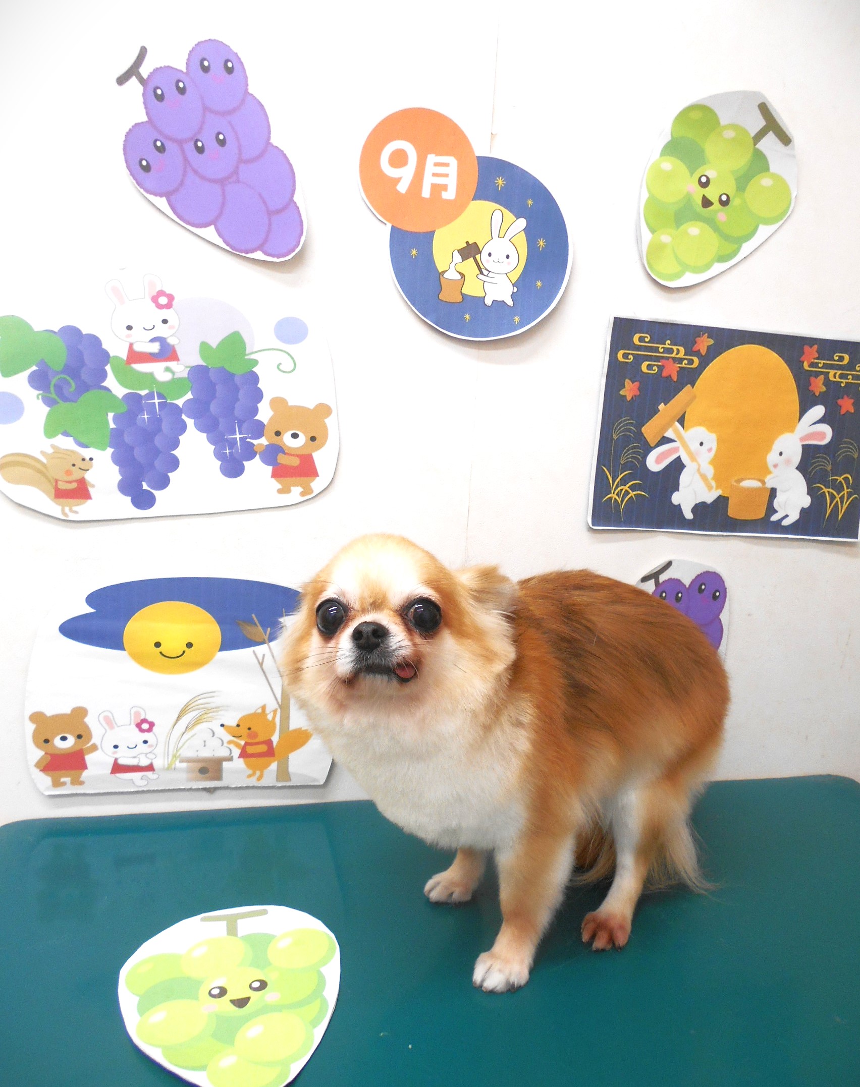 チワワのトリミングカット シュシュどうぶつ病院の1枚目