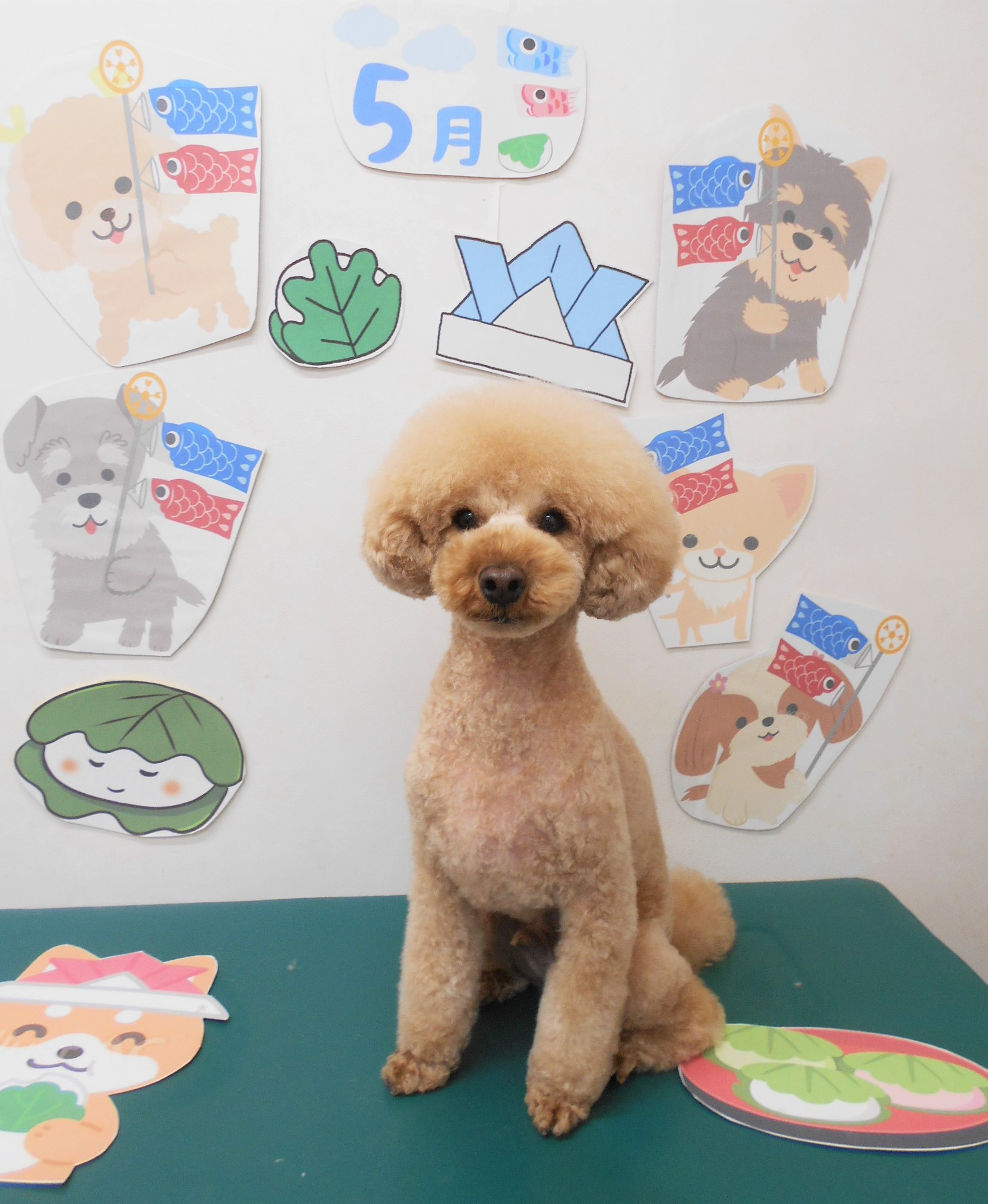 トイプードルのトリミングカット シュシュどうぶつ病院の1枚目