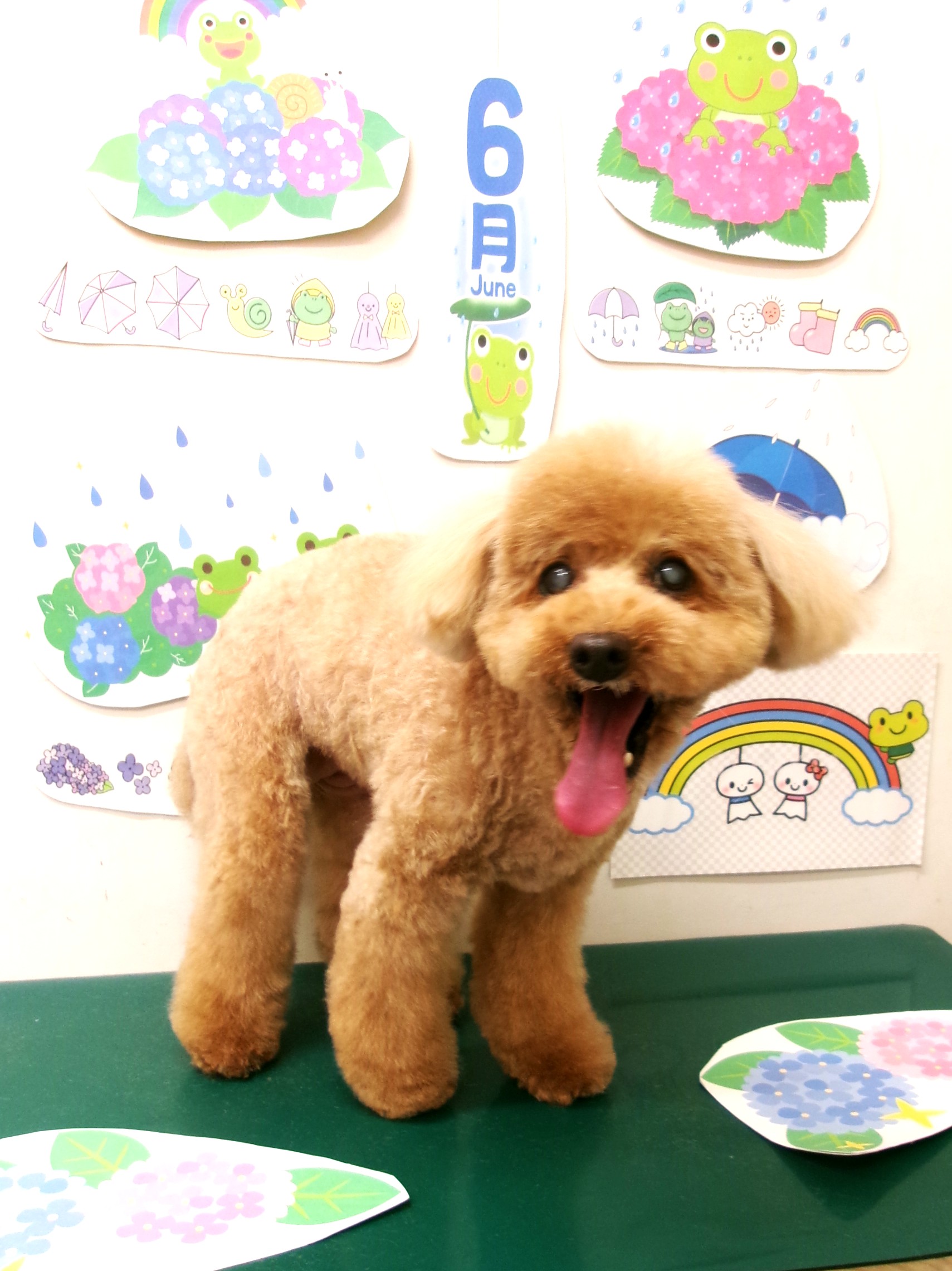 トリミングサロン シュシュどうぶつ病院のトリミングカット-10102の1枚目