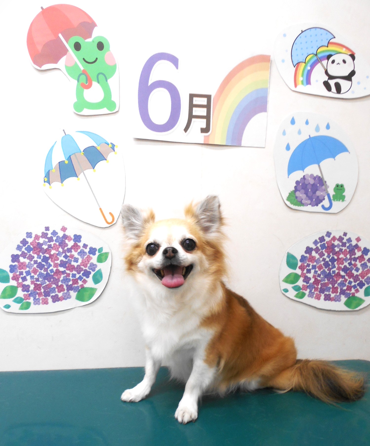 チワワのトリミングカット シュシュどうぶつ病院の1枚目