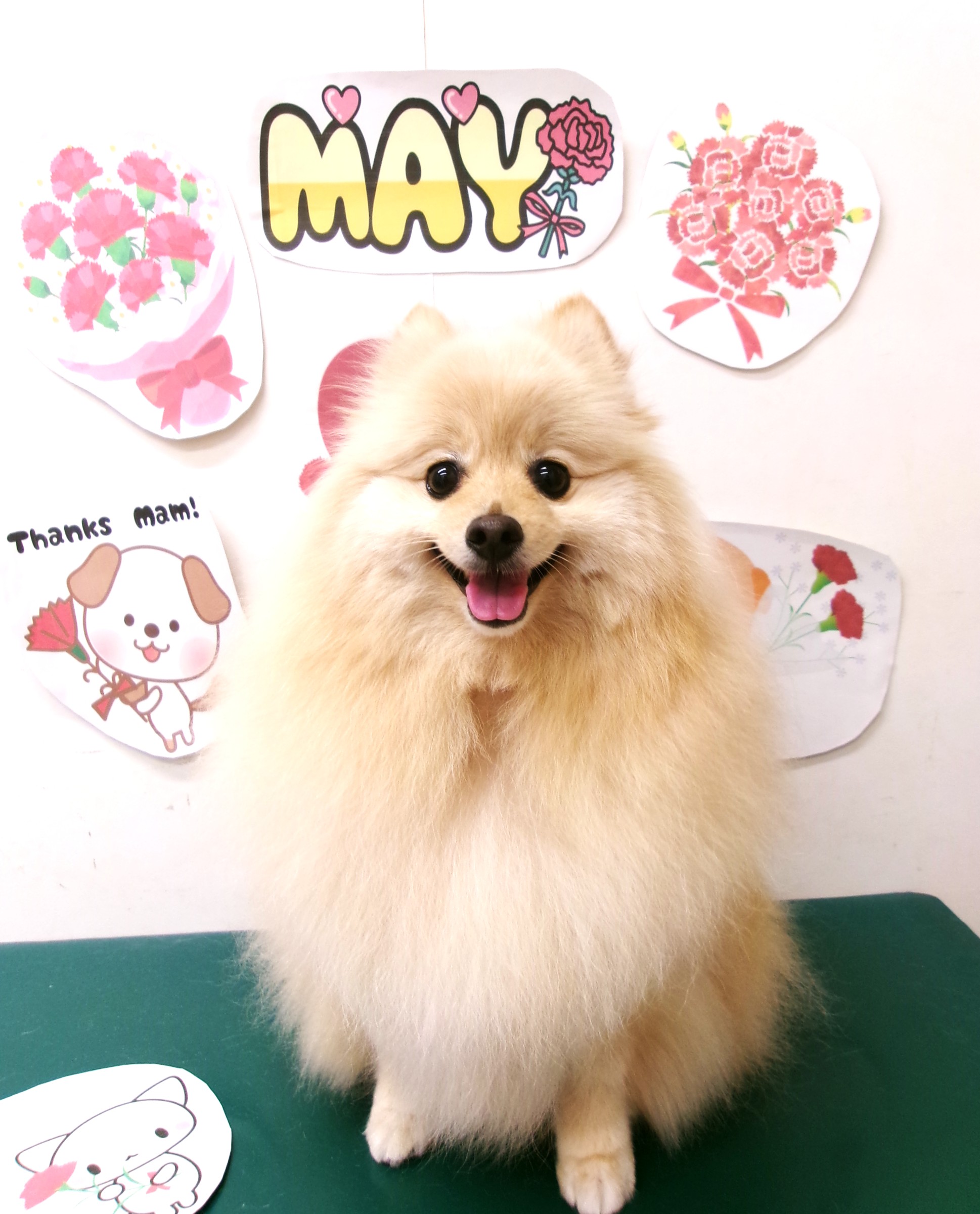 トリミングサロン シュシュどうぶつ病院のトリミングカット-10045の1枚目