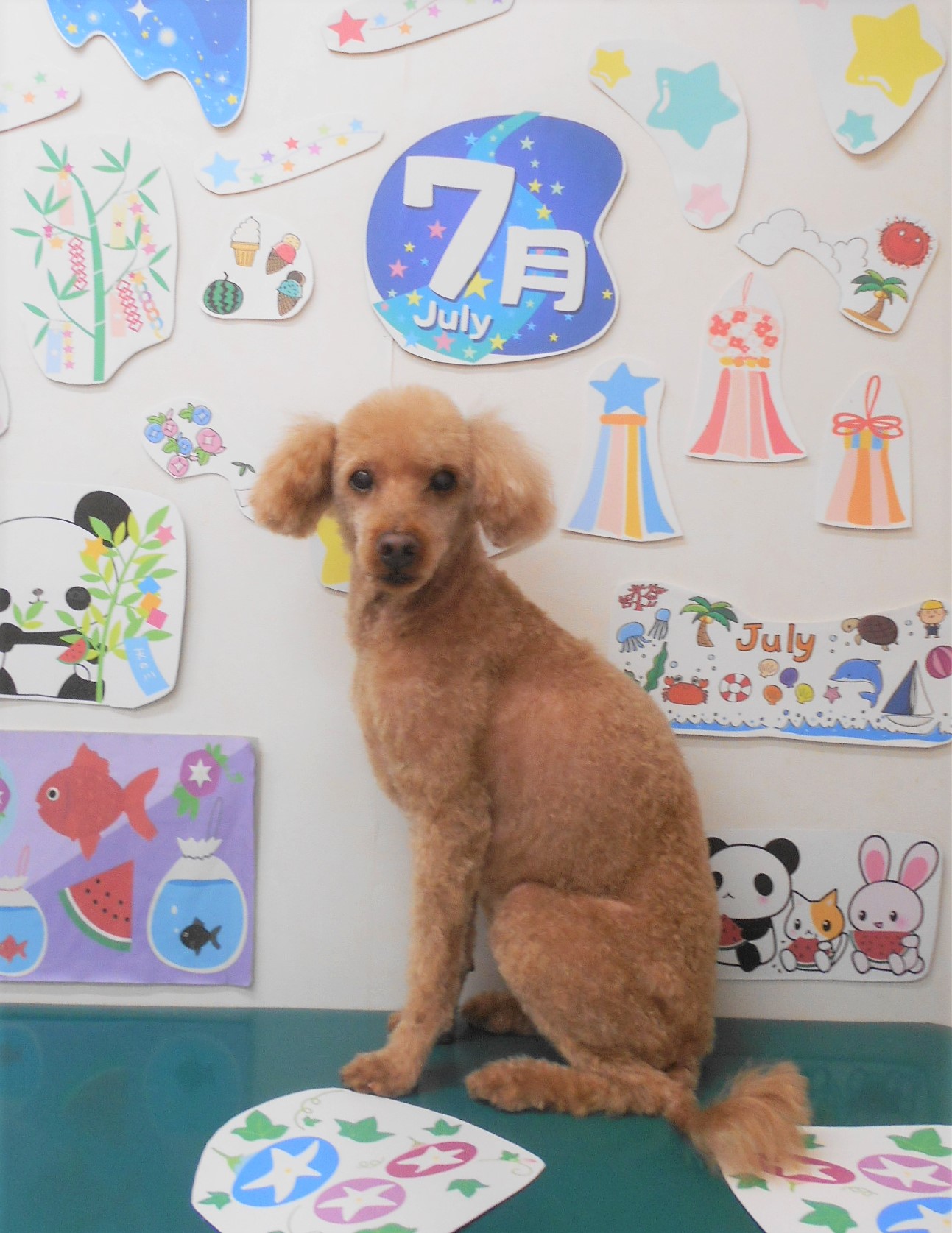 トリミングサロン シュシュどうぶつ病院のトリミングカット-7841の1枚目