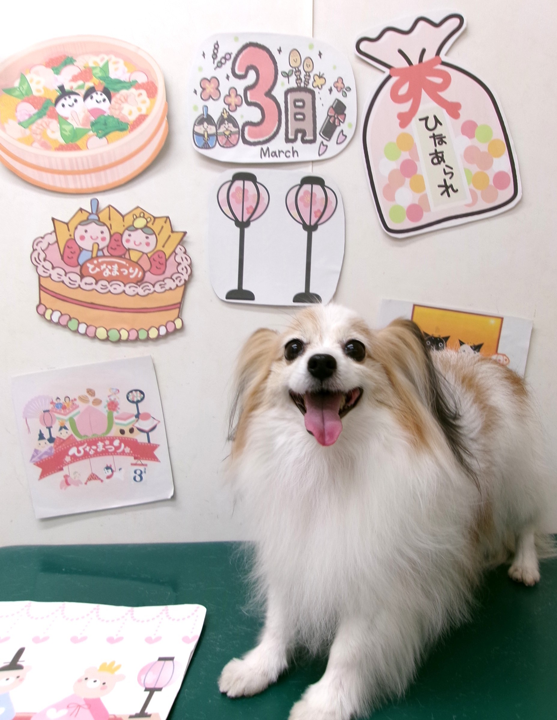 トリミングサロン シュシュどうぶつ病院のトリミングカット-9851の1枚目