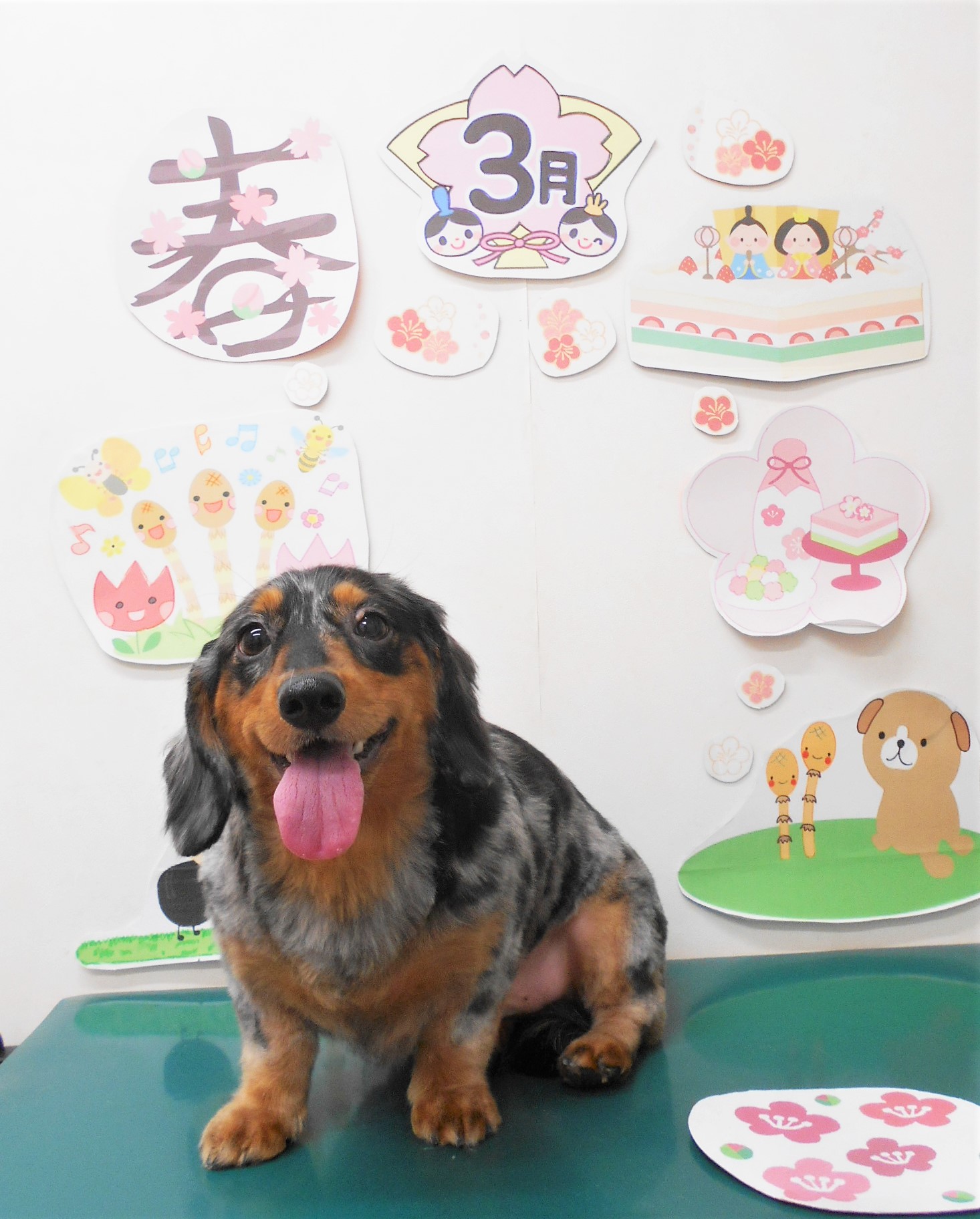 ミニチュアダックスフンドのトリミングカット シュシュどうぶつ病院の1枚目