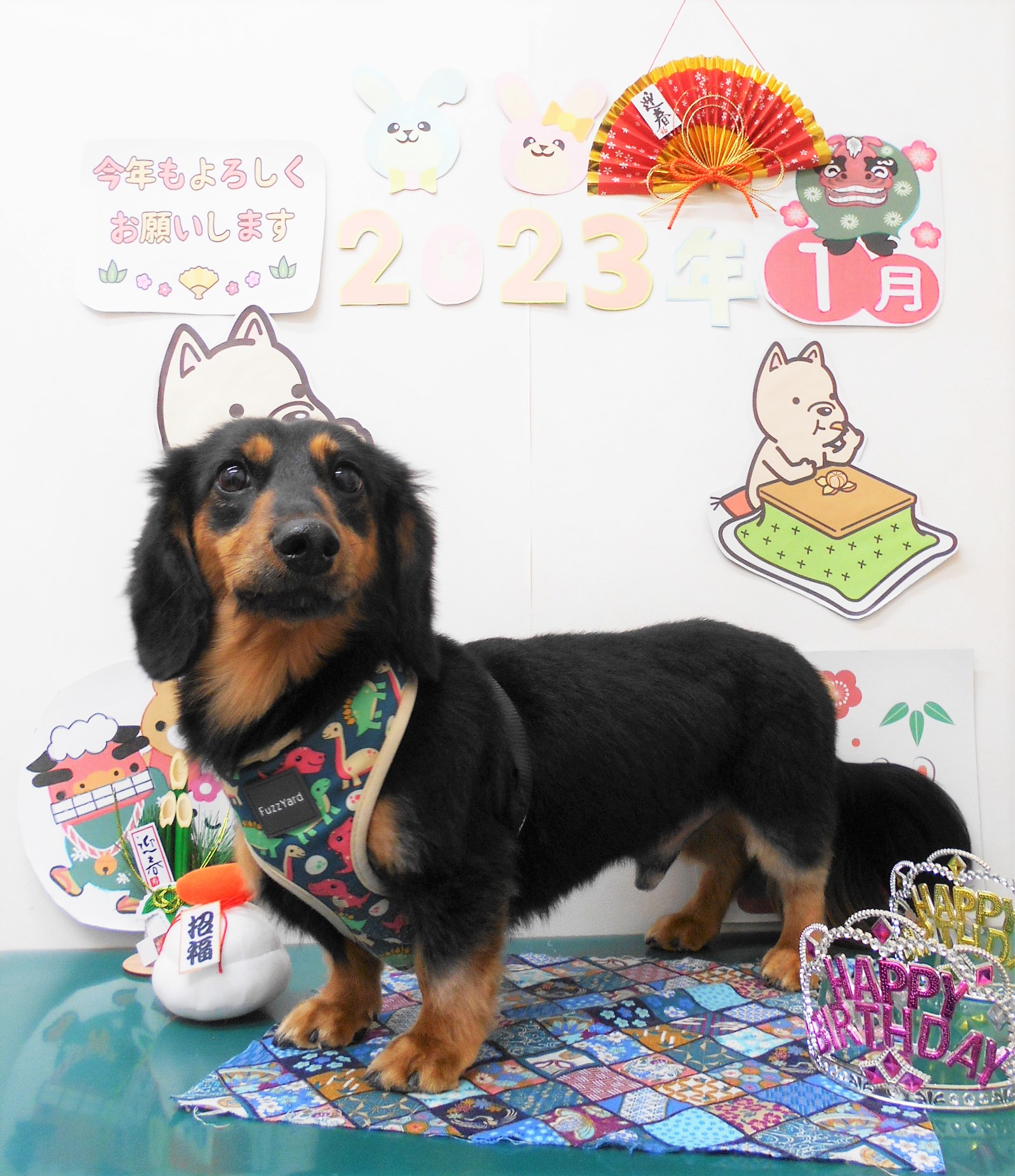 ミニチュアダックスフンドのトリミングカット シュシュどうぶつ病院の1枚目