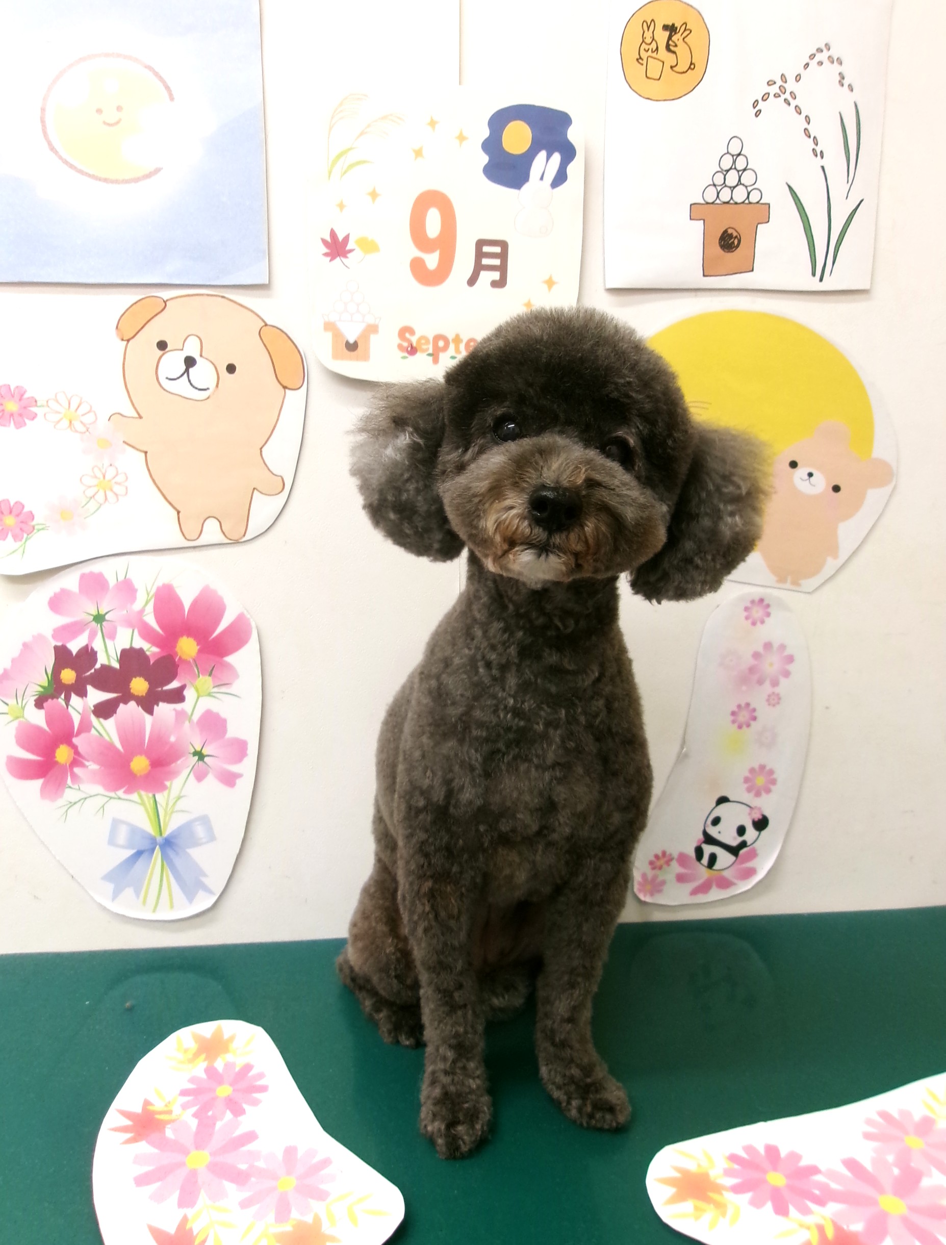 トリミングサロン シュシュどうぶつ病院のトリミングカット-10415の1枚目