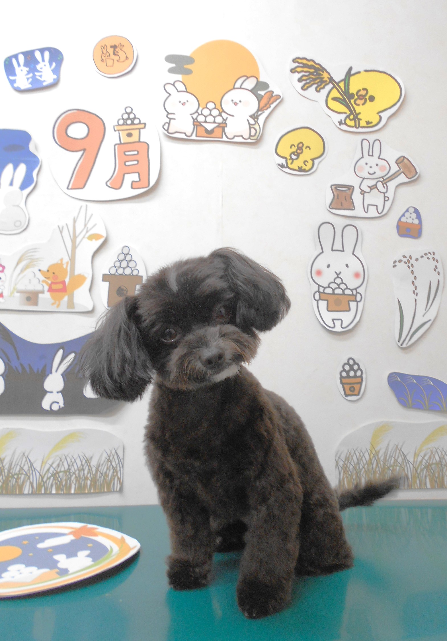 ミックス犬(その他)のトリミングカット シュシュどうぶつ病院の1枚目