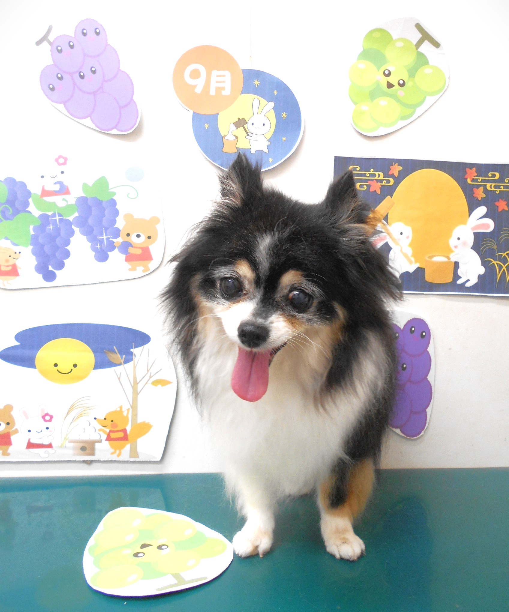 チワワのトリミングカット シュシュどうぶつ病院の1枚目