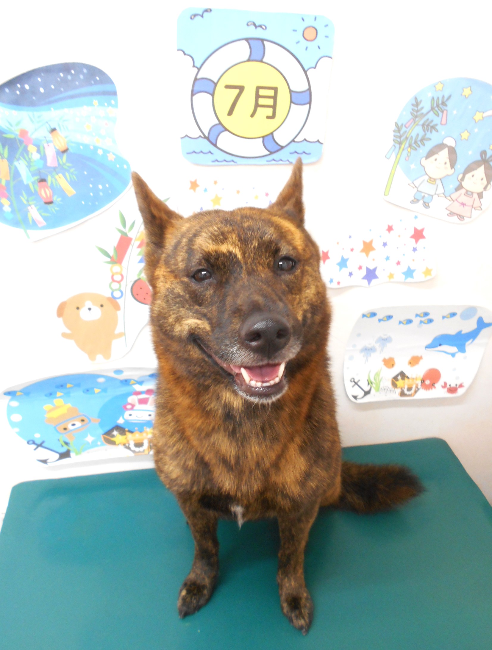 甲斐犬のトリミングカット シュシュどうぶつ病院の1枚目