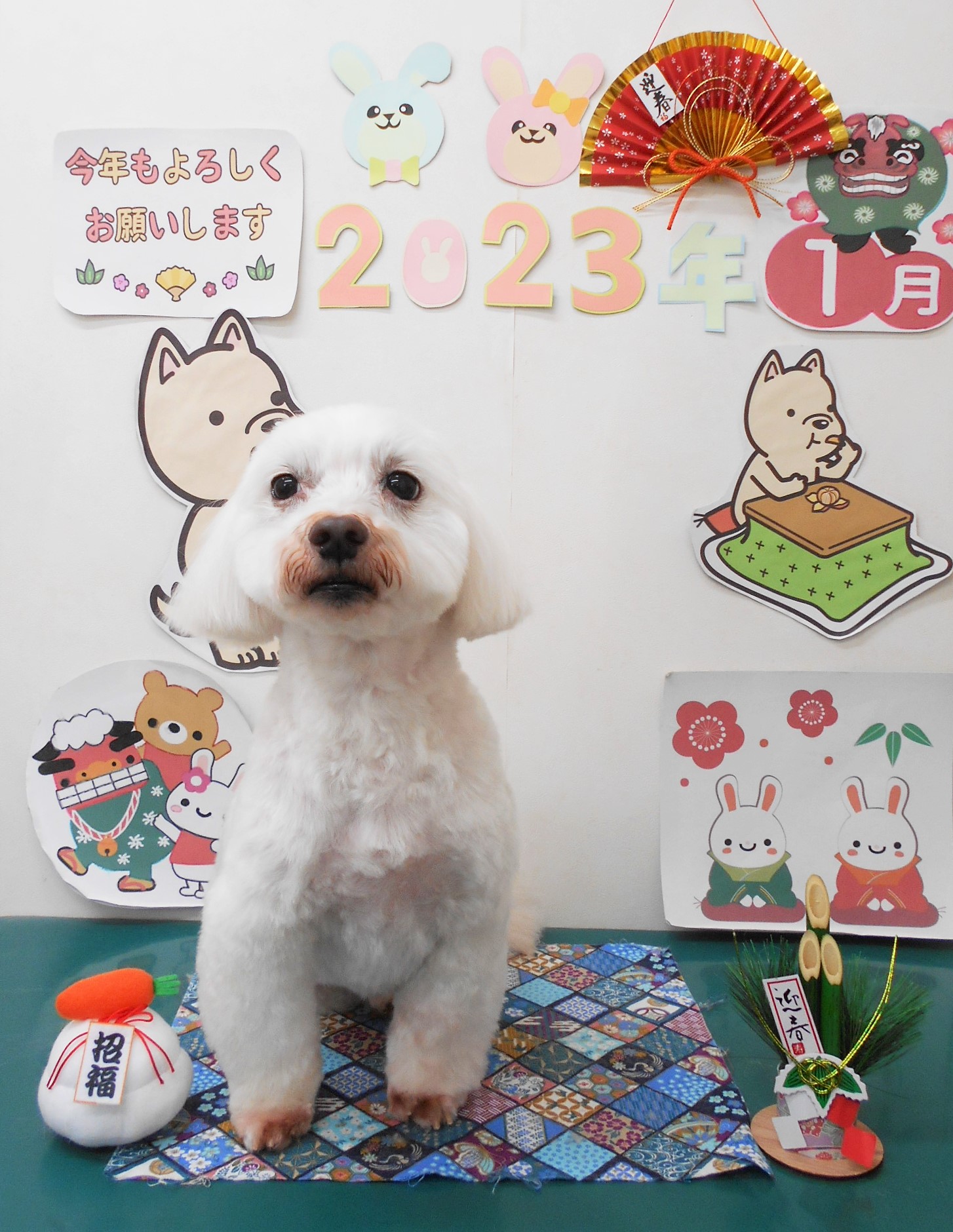 ミックス犬(その他)のトリミングカット シュシュどうぶつ病院の1枚目