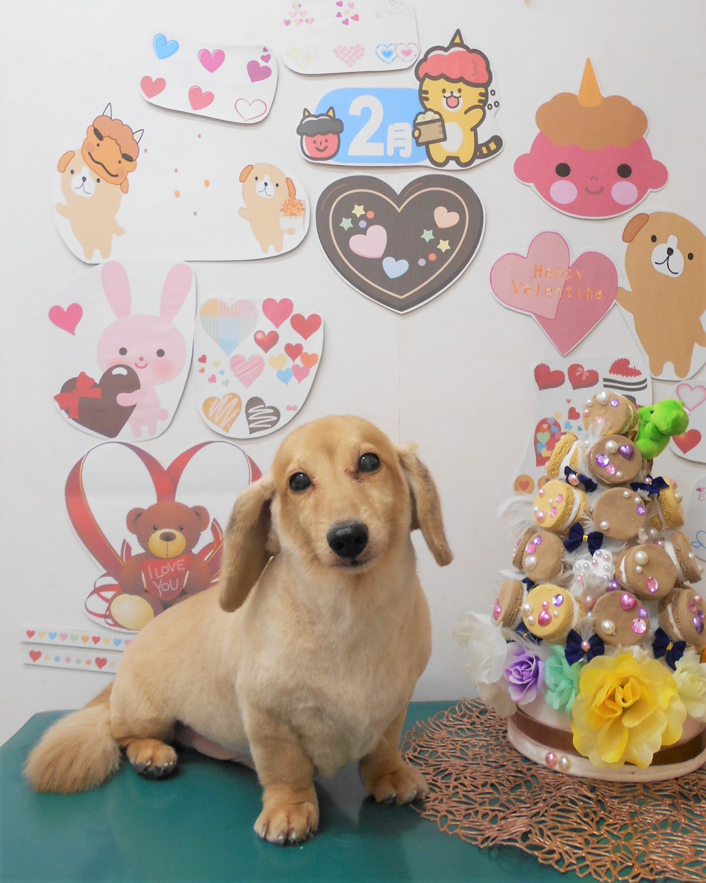ミニチュアダックスフンドのトリミングカット シュシュどうぶつ病院の1枚目