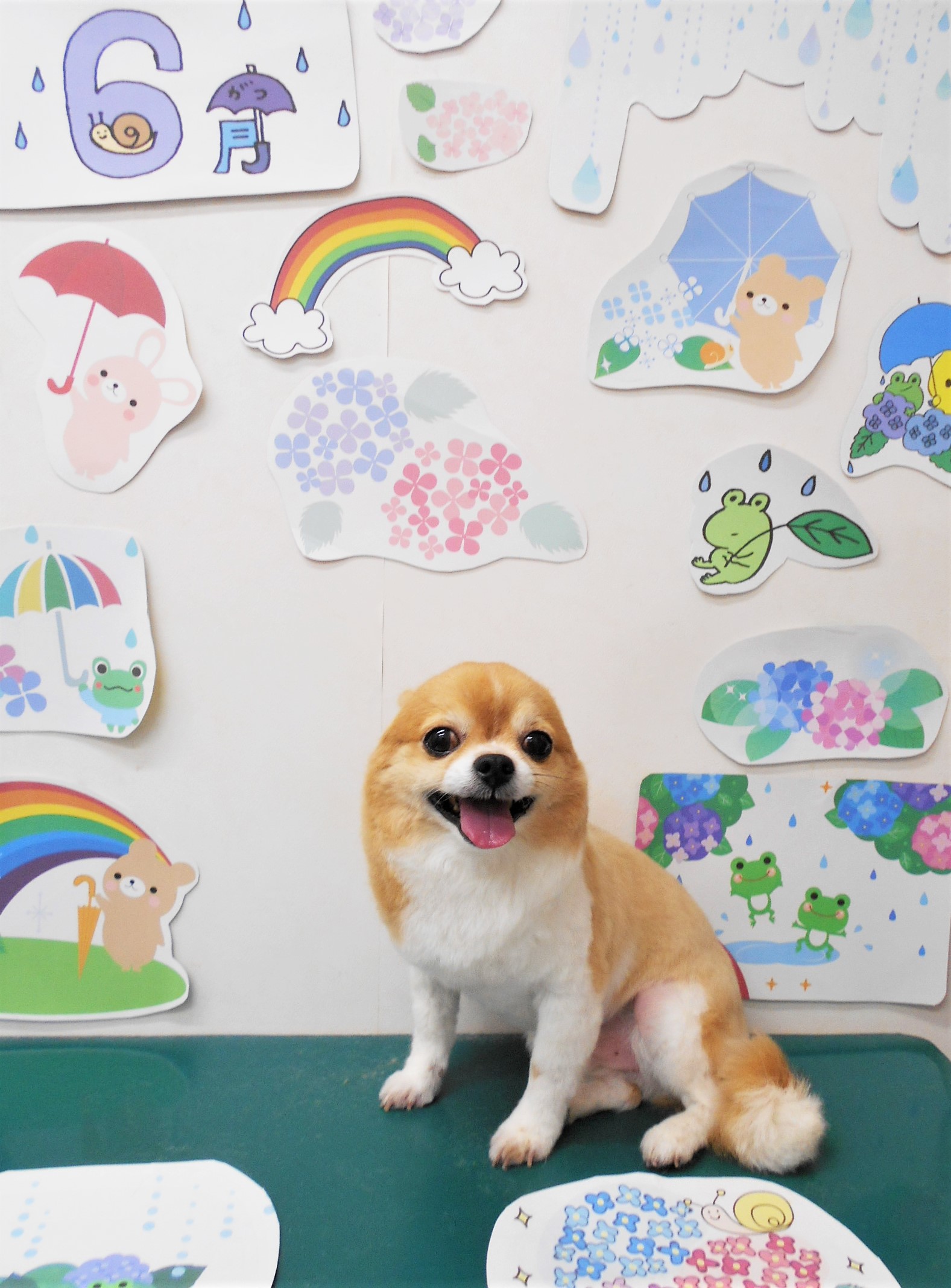 チワワのトリミングカット シュシュどうぶつ病院の1枚目