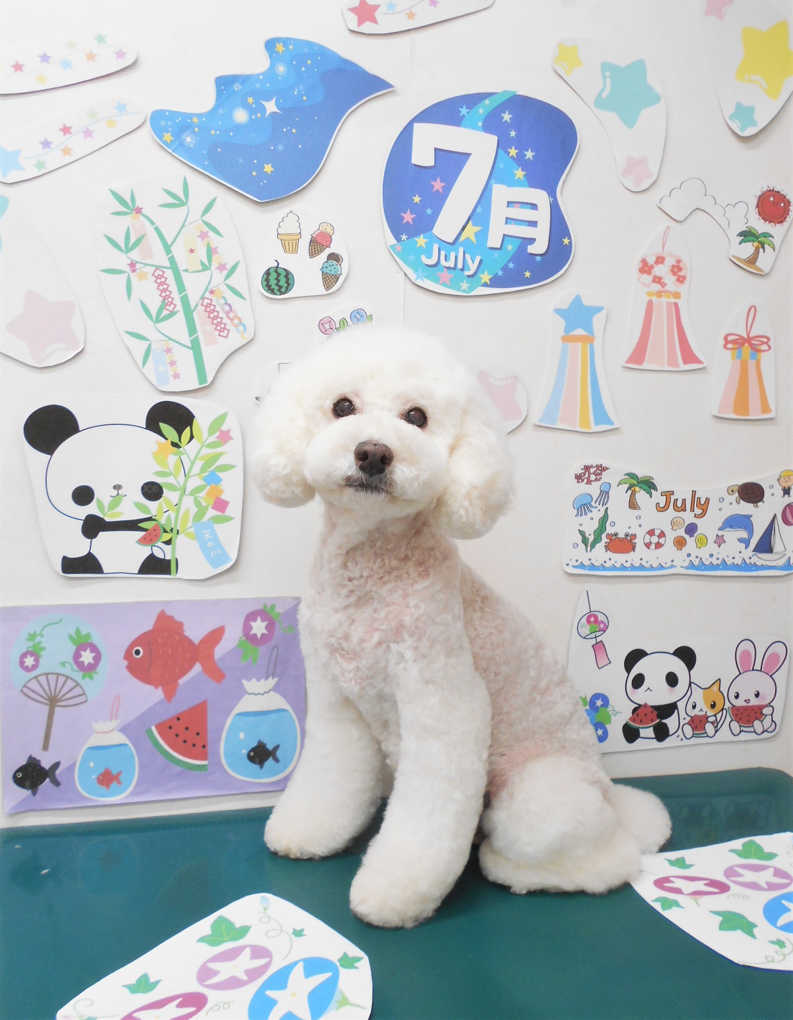 トリミングサロン シュシュどうぶつ病院のトリミングカット-7921の1枚目