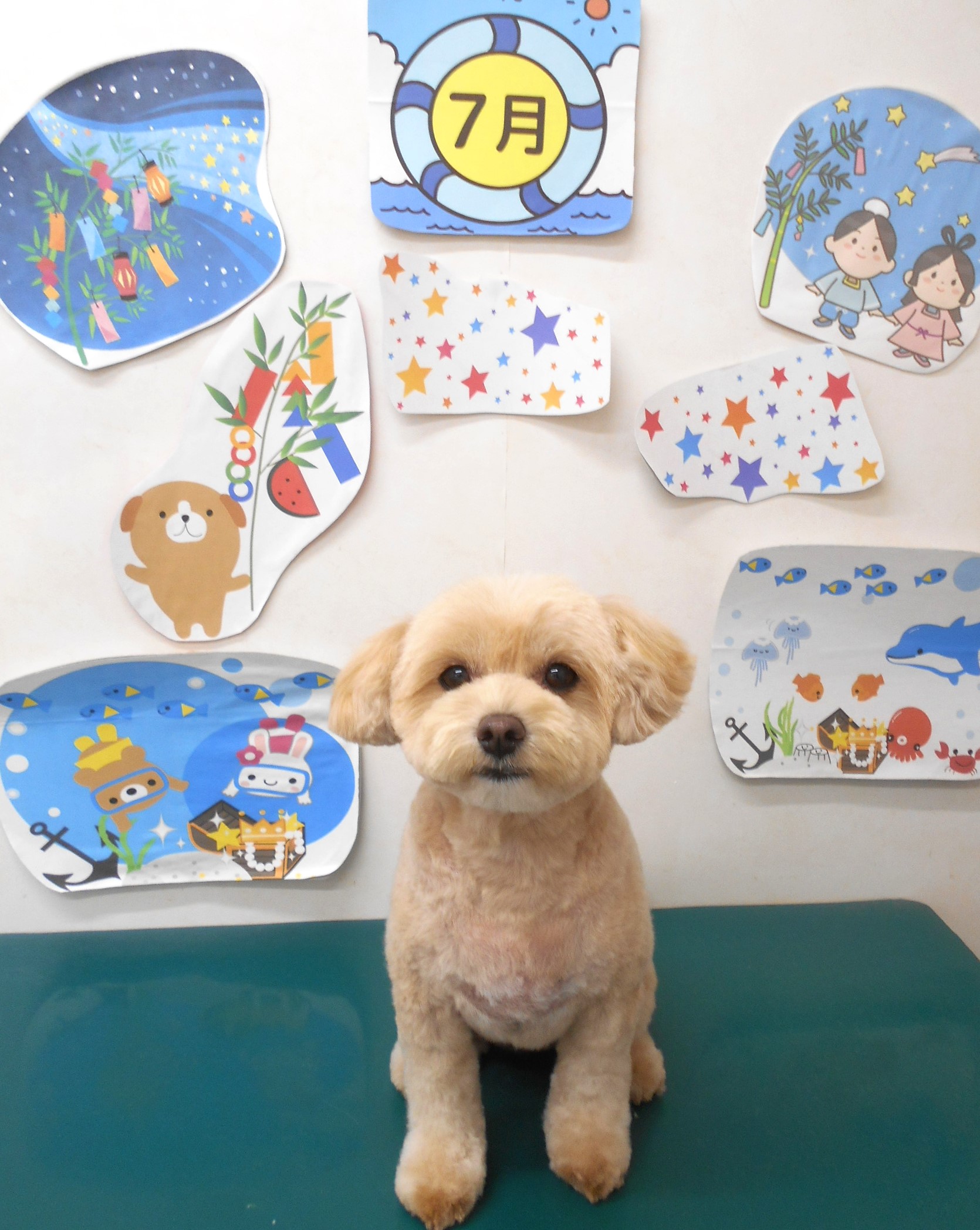 ミックス犬(その他)のトリミングカット シュシュどうぶつ病院の1枚目