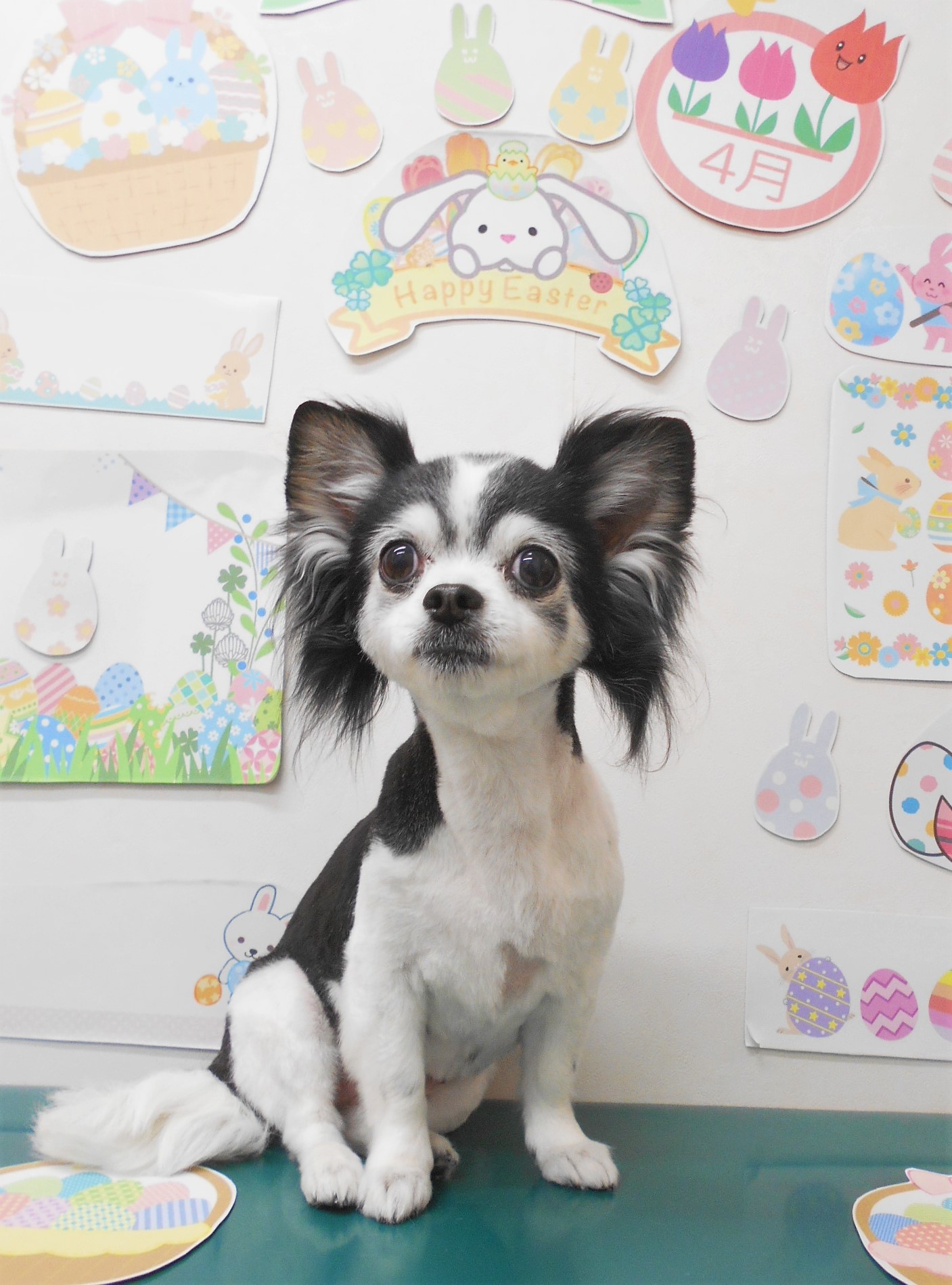 チワワのトリミングカット シュシュどうぶつ病院の1枚目