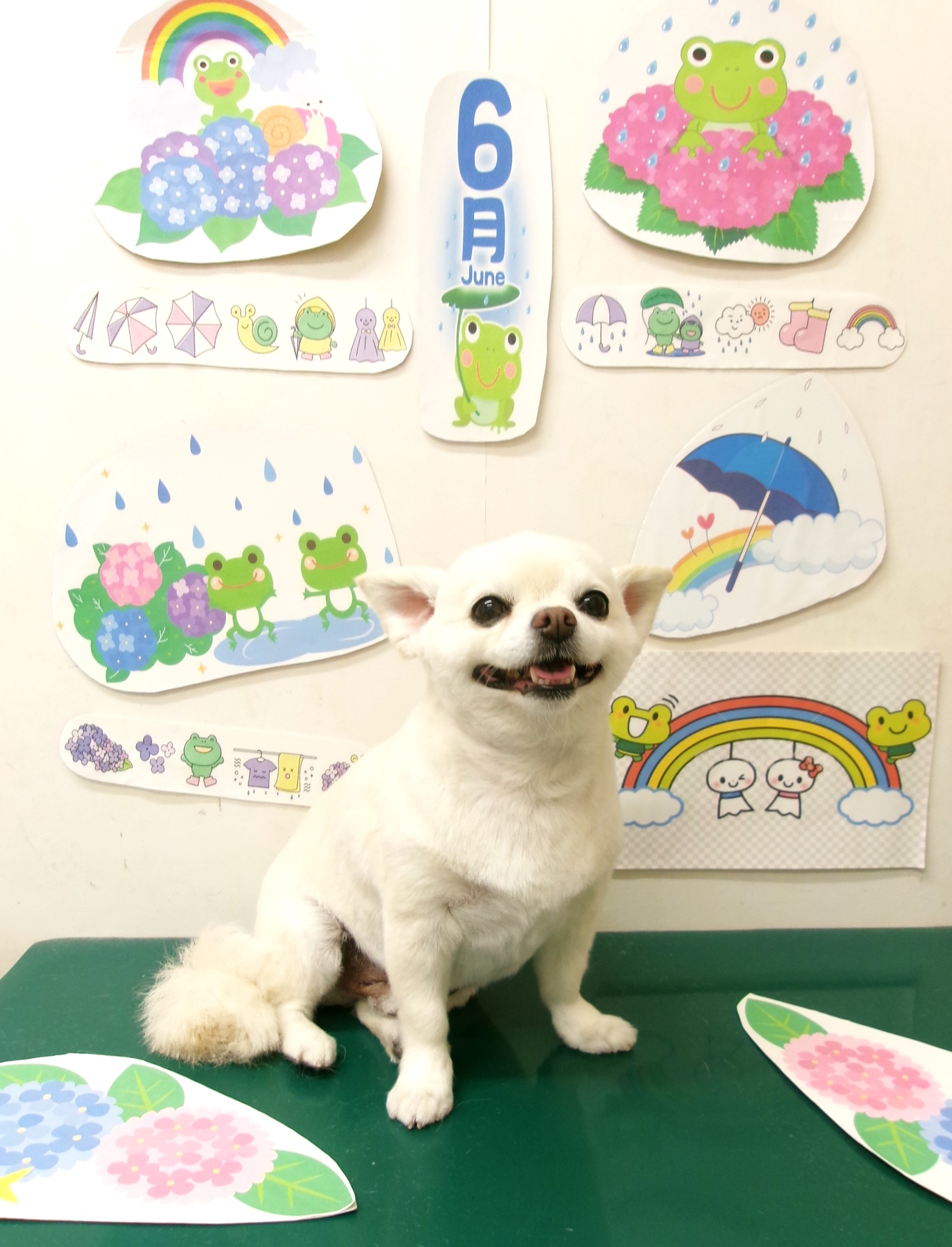 トリミングサロン シュシュどうぶつ病院のトリミングカット-10139の1枚目
