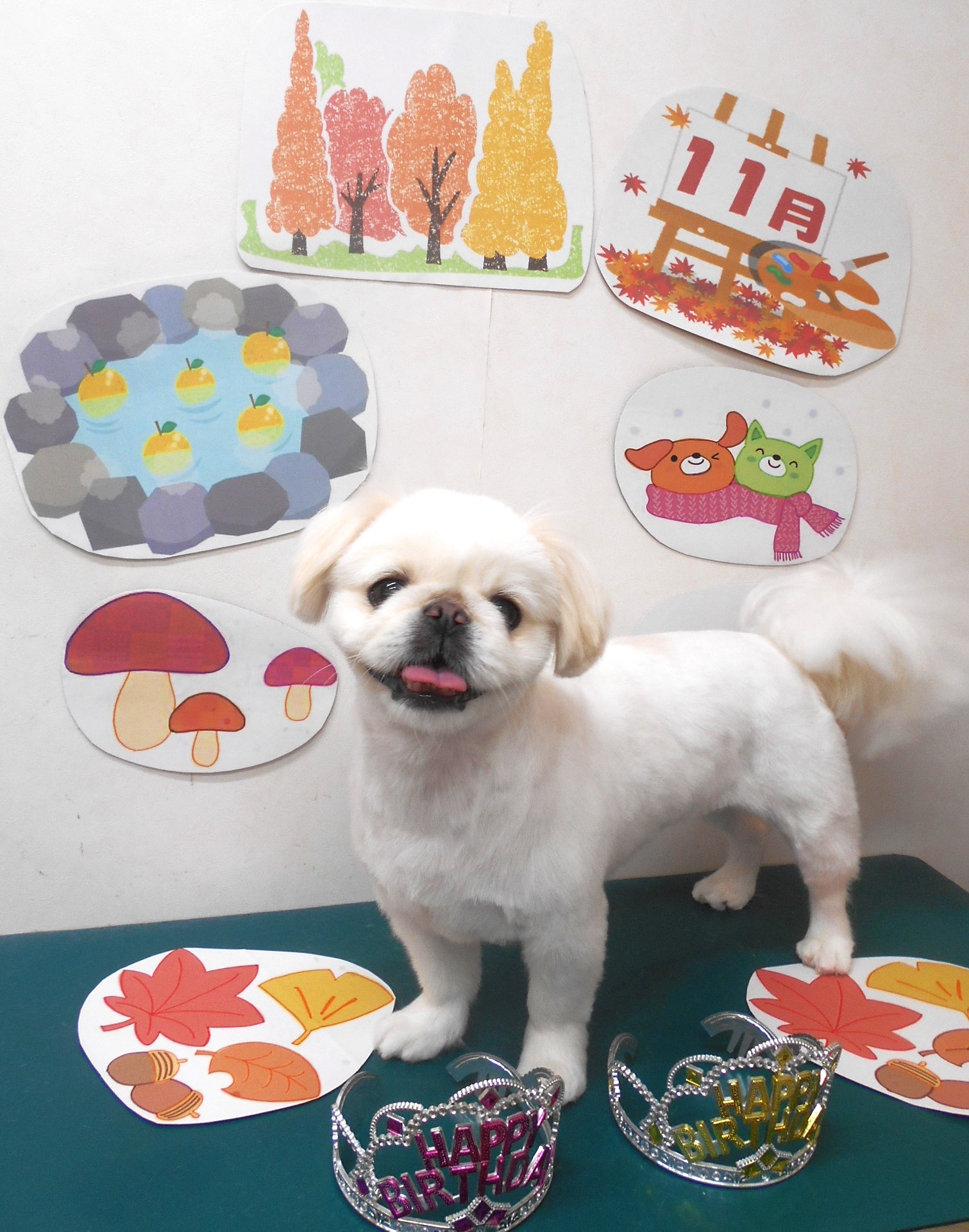 ペキニーズのトリミングカット シュシュどうぶつ病院の1枚目