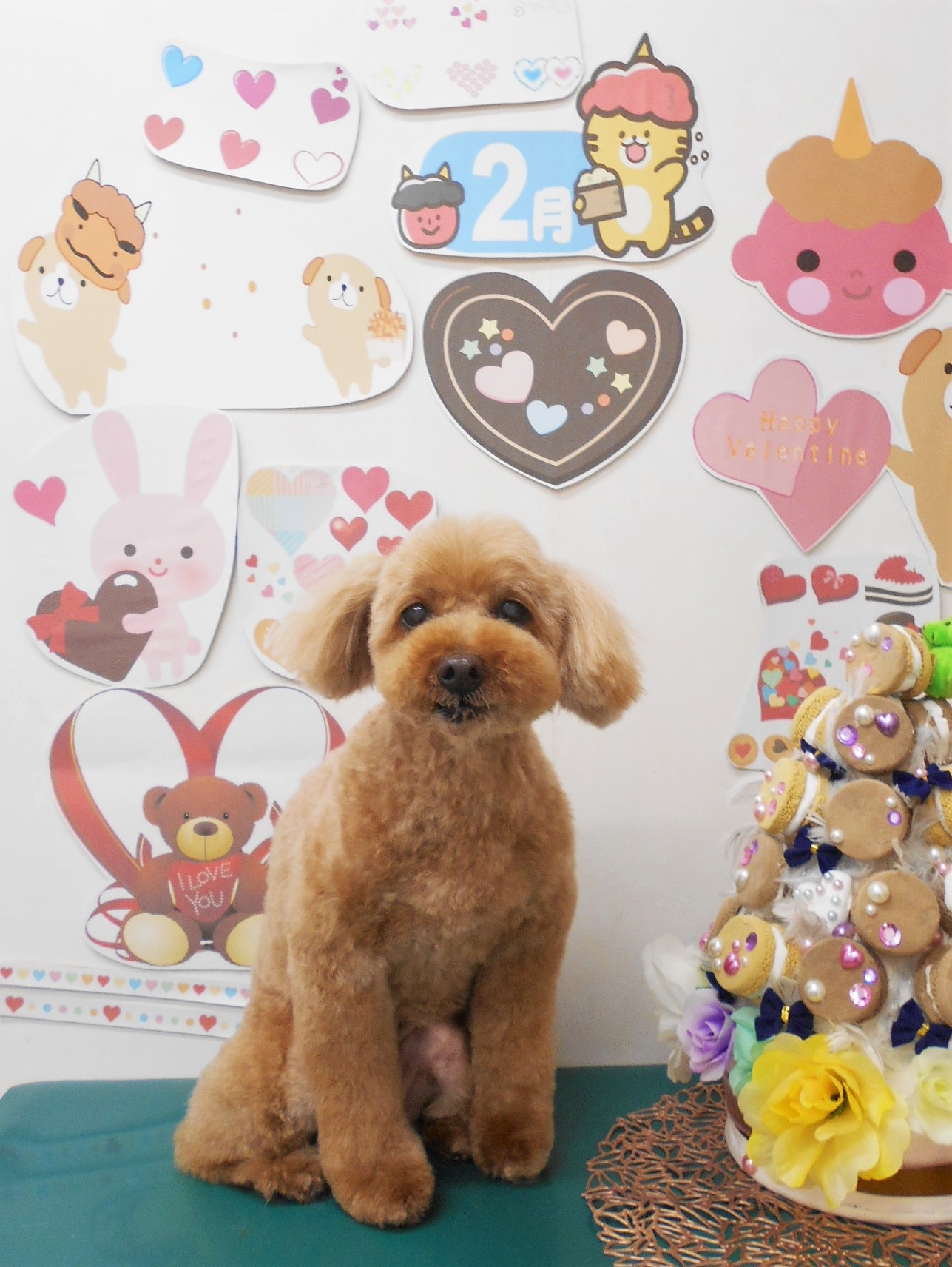 トイプードルのトリミングカット シュシュどうぶつ病院の1枚目