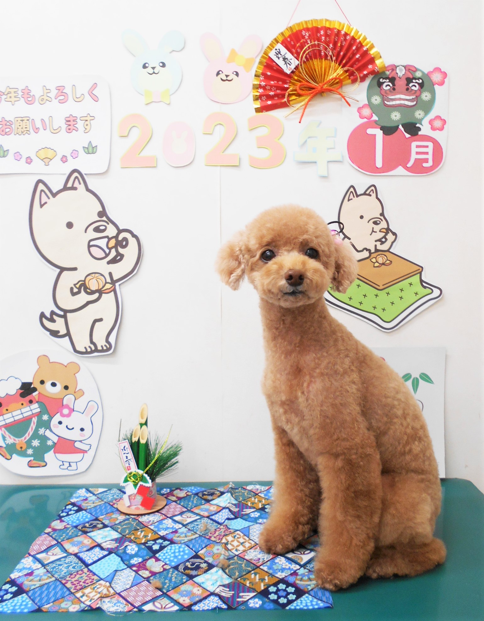 トイプードルのトリミングカット シュシュどうぶつ病院の1枚目