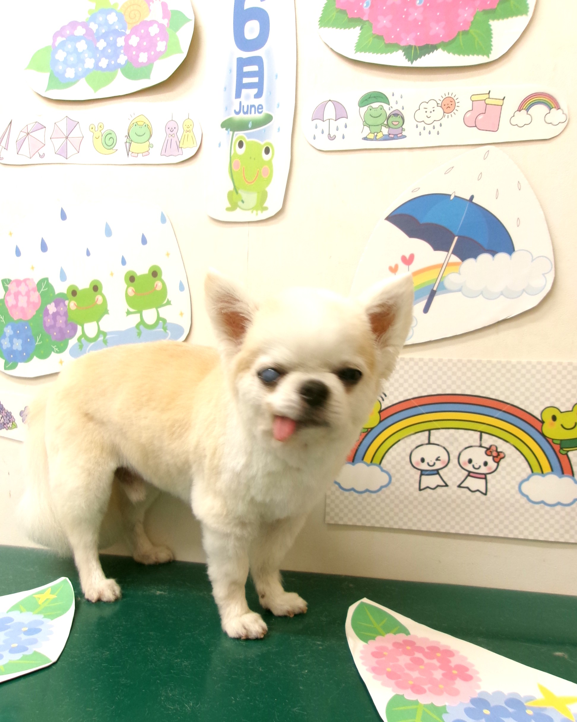 トリミングサロン シュシュどうぶつ病院のトリミングカット-10116の1枚目