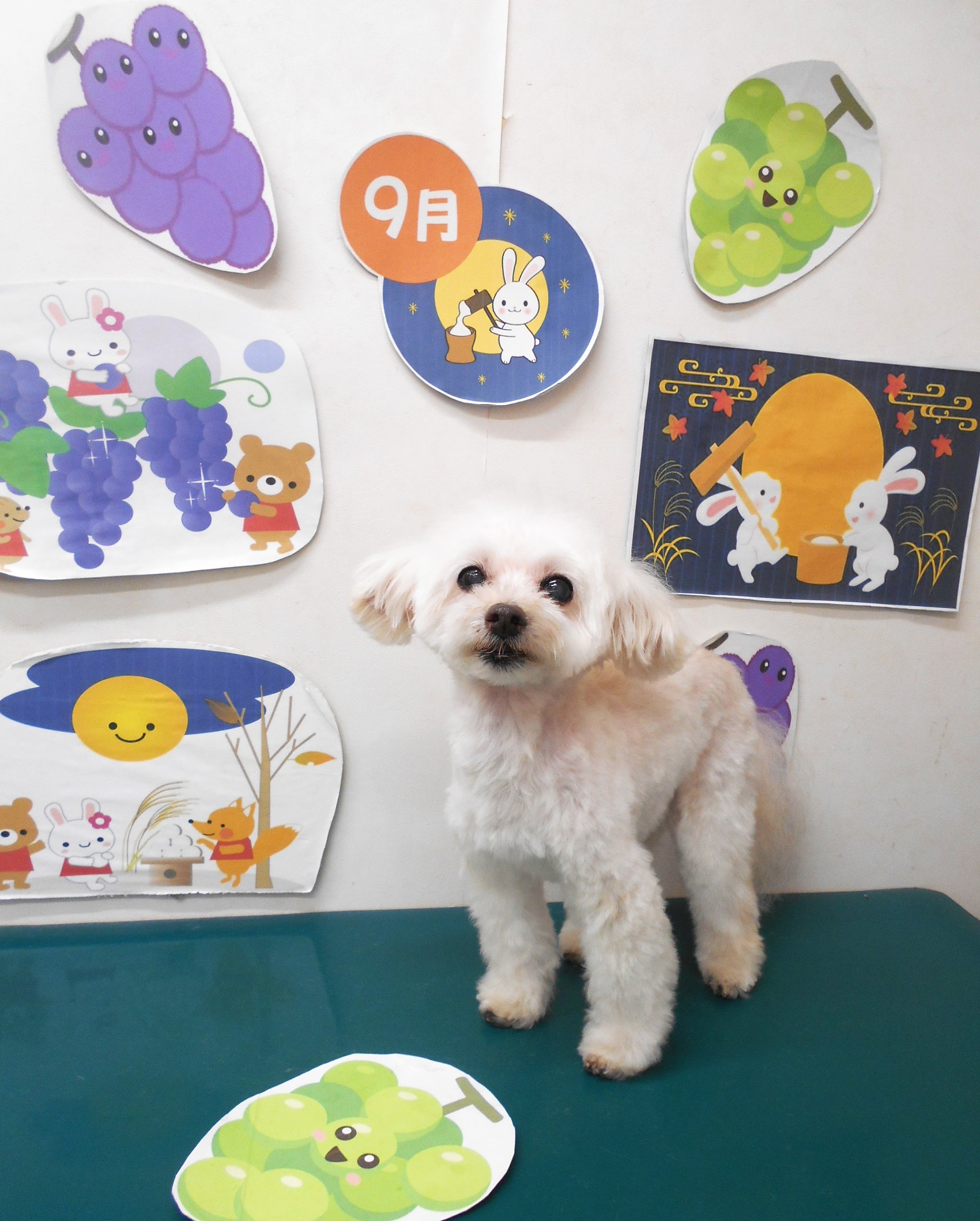 ミックス犬(その他)のトリミングカット シュシュどうぶつ病院の1枚目