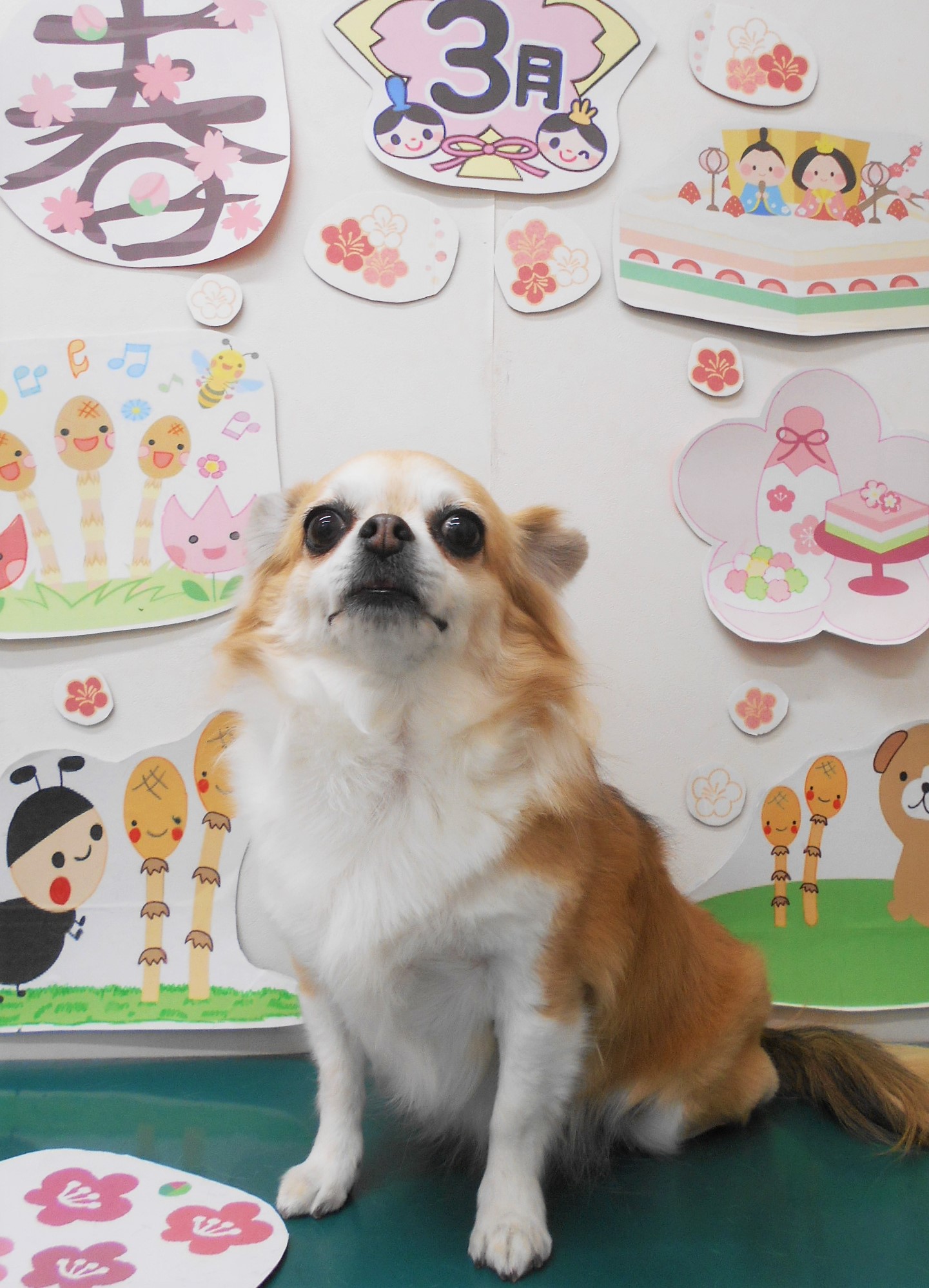チワワのトリミングカット シュシュどうぶつ病院の1枚目