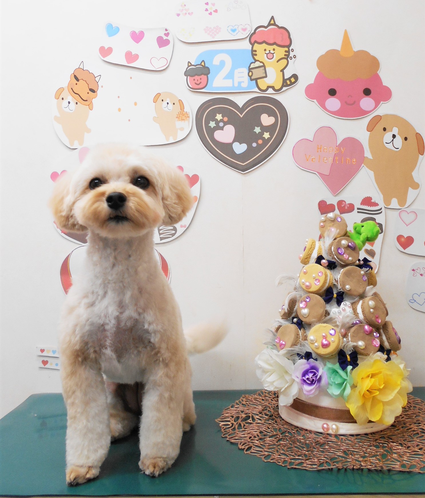 ミックス犬(その他)のトリミングカット シュシュどうぶつ病院の1枚目