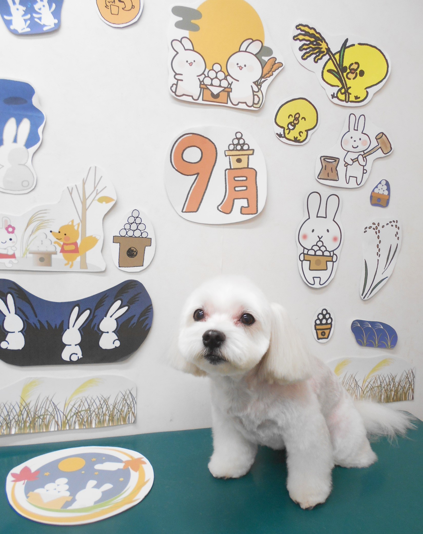 マルチーズのトリミングカット シュシュどうぶつ病院の1枚目