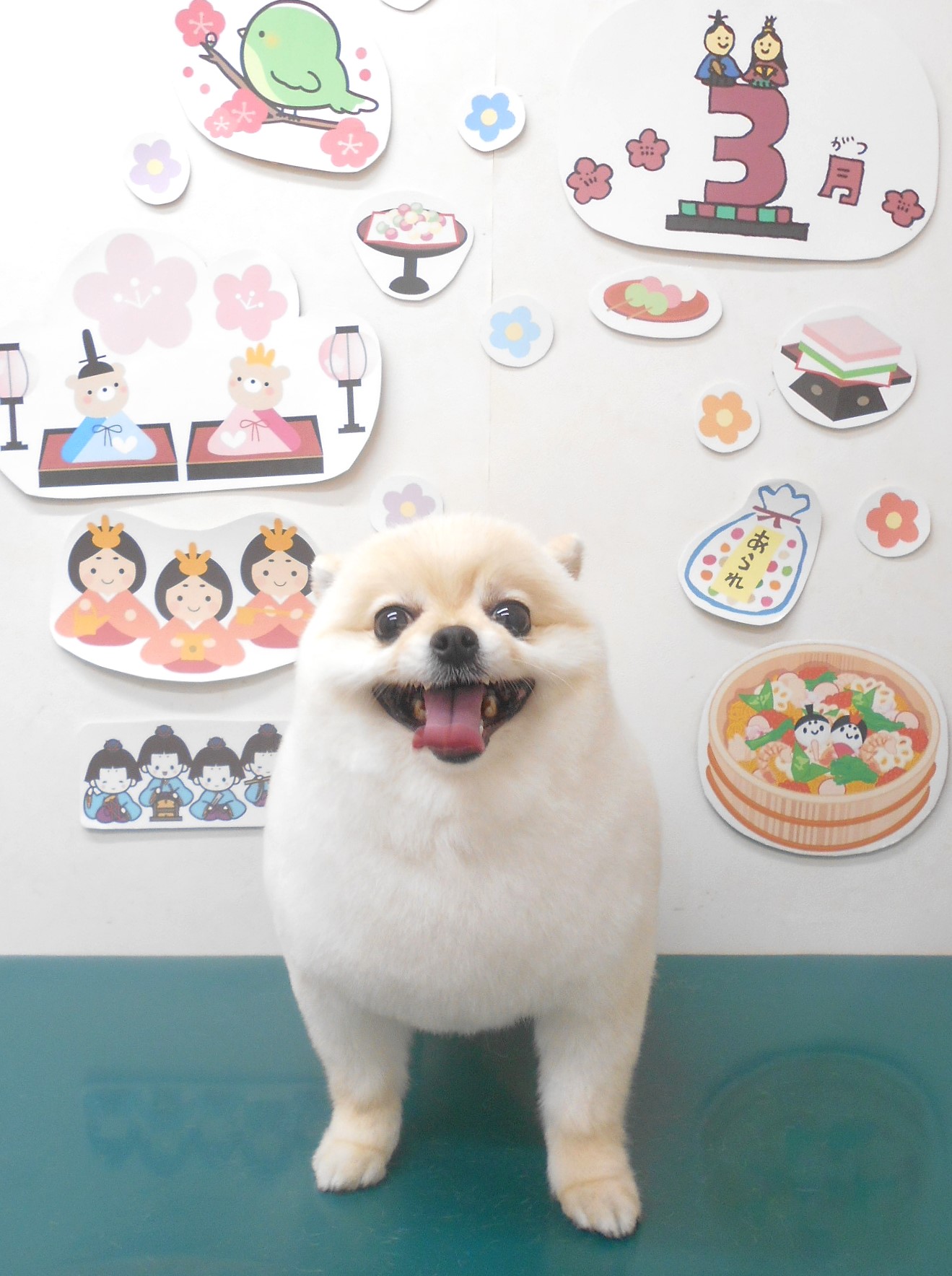 ミックス犬(その他)のトリミングカット シュシュどうぶつ病院の1枚目
