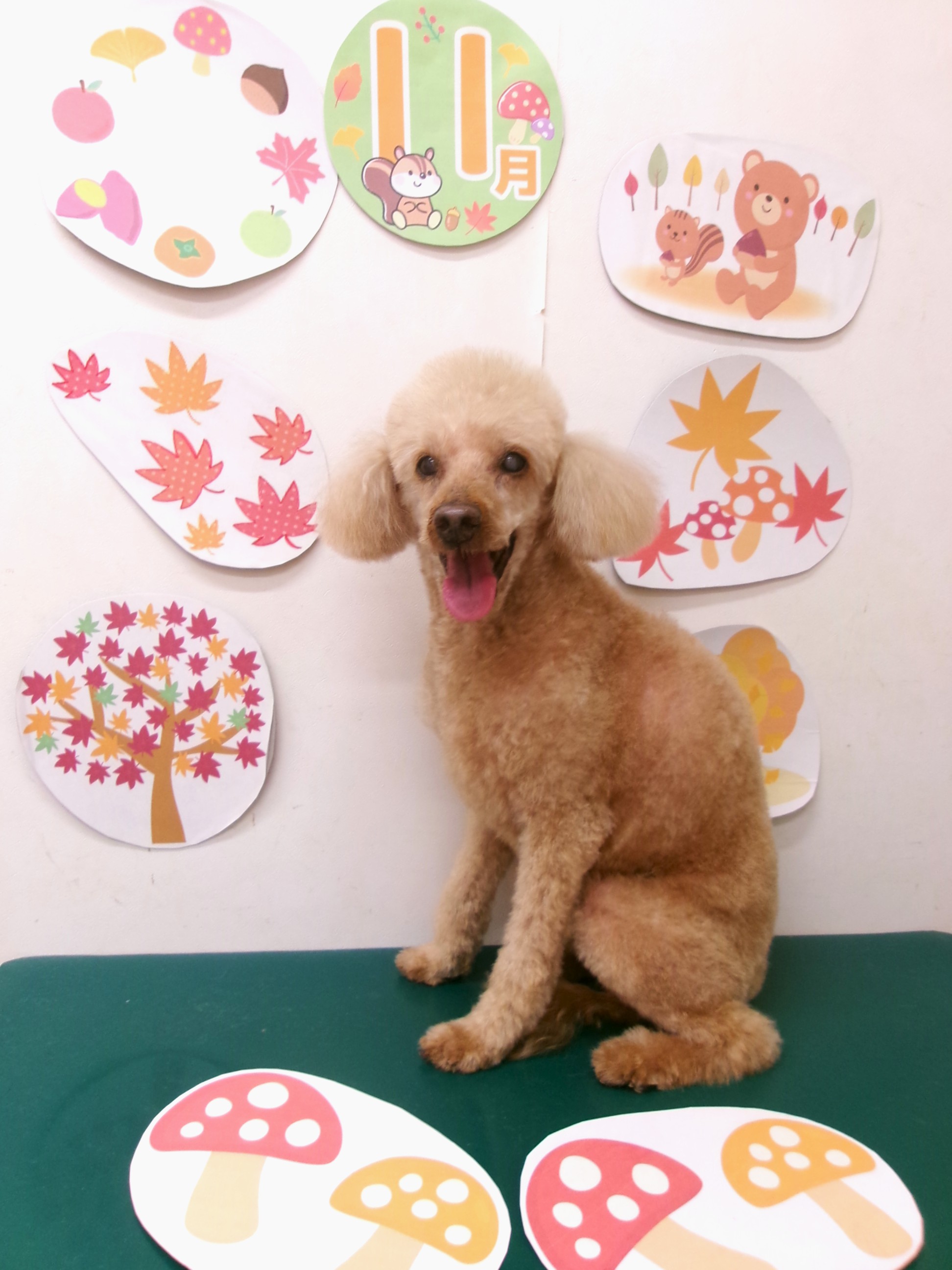 トリミングサロン シュシュどうぶつ病院のトリミングカット-10574の1枚目