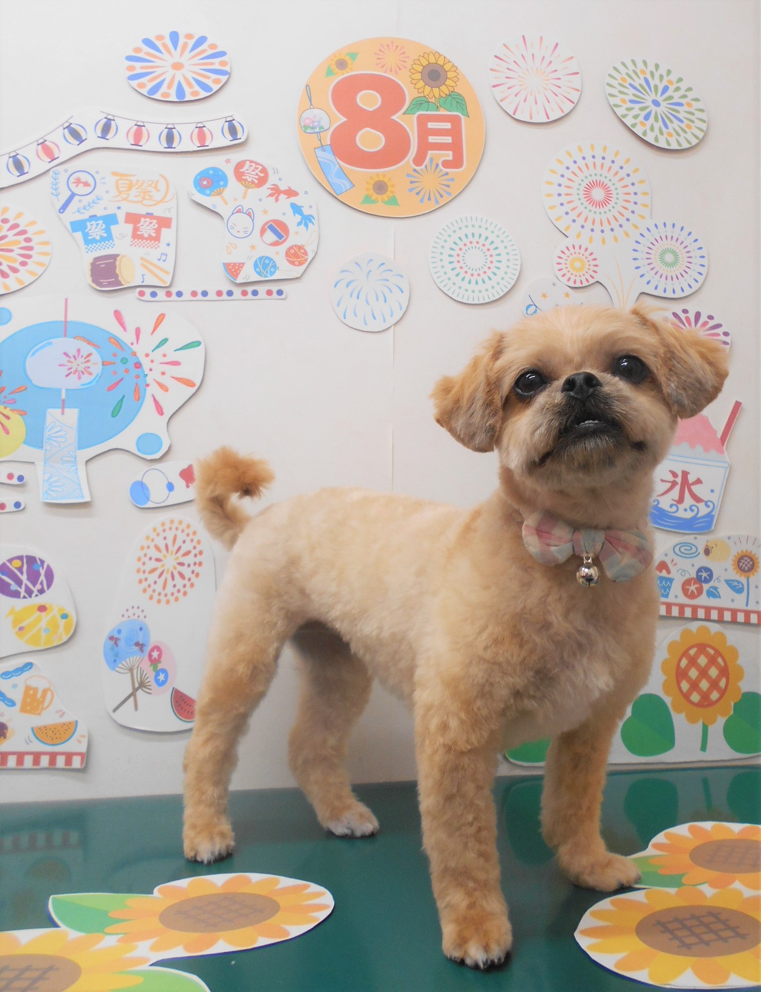 ミックス犬(その他)のトリミングカット シュシュどうぶつ病院の1枚目