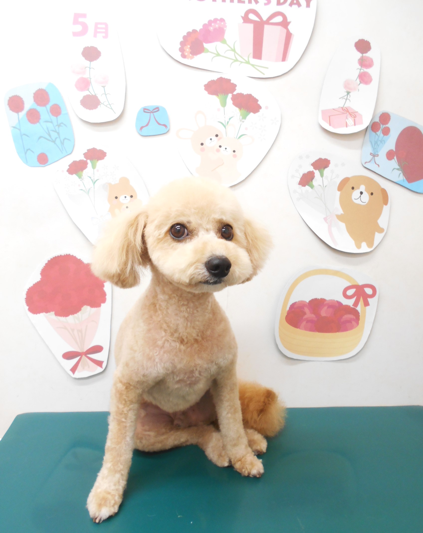 ミックス犬(その他)のトリミングカット シュシュどうぶつ病院の1枚目