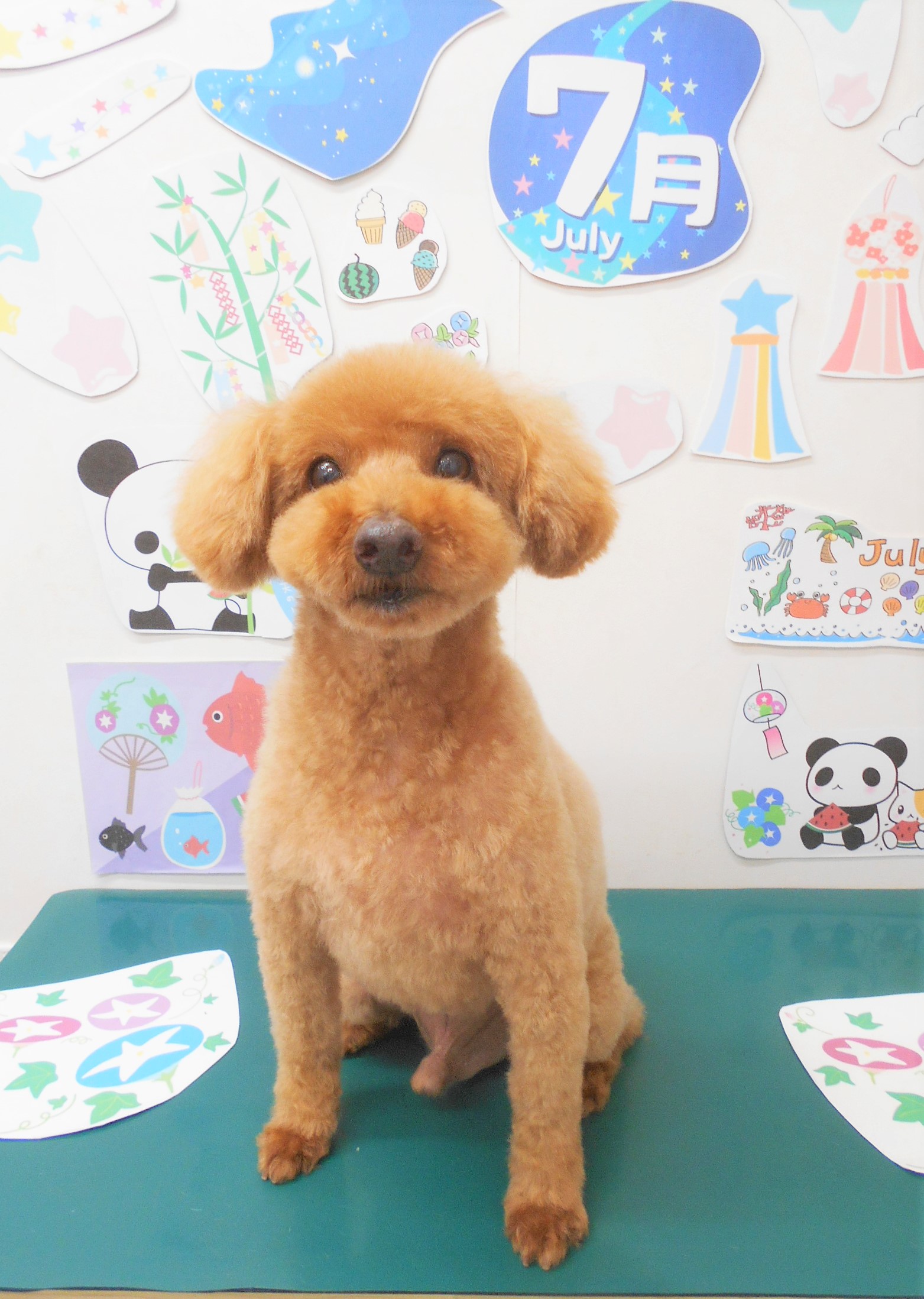 トリミングサロン シュシュどうぶつ病院のトリミングカット-7878の1枚目