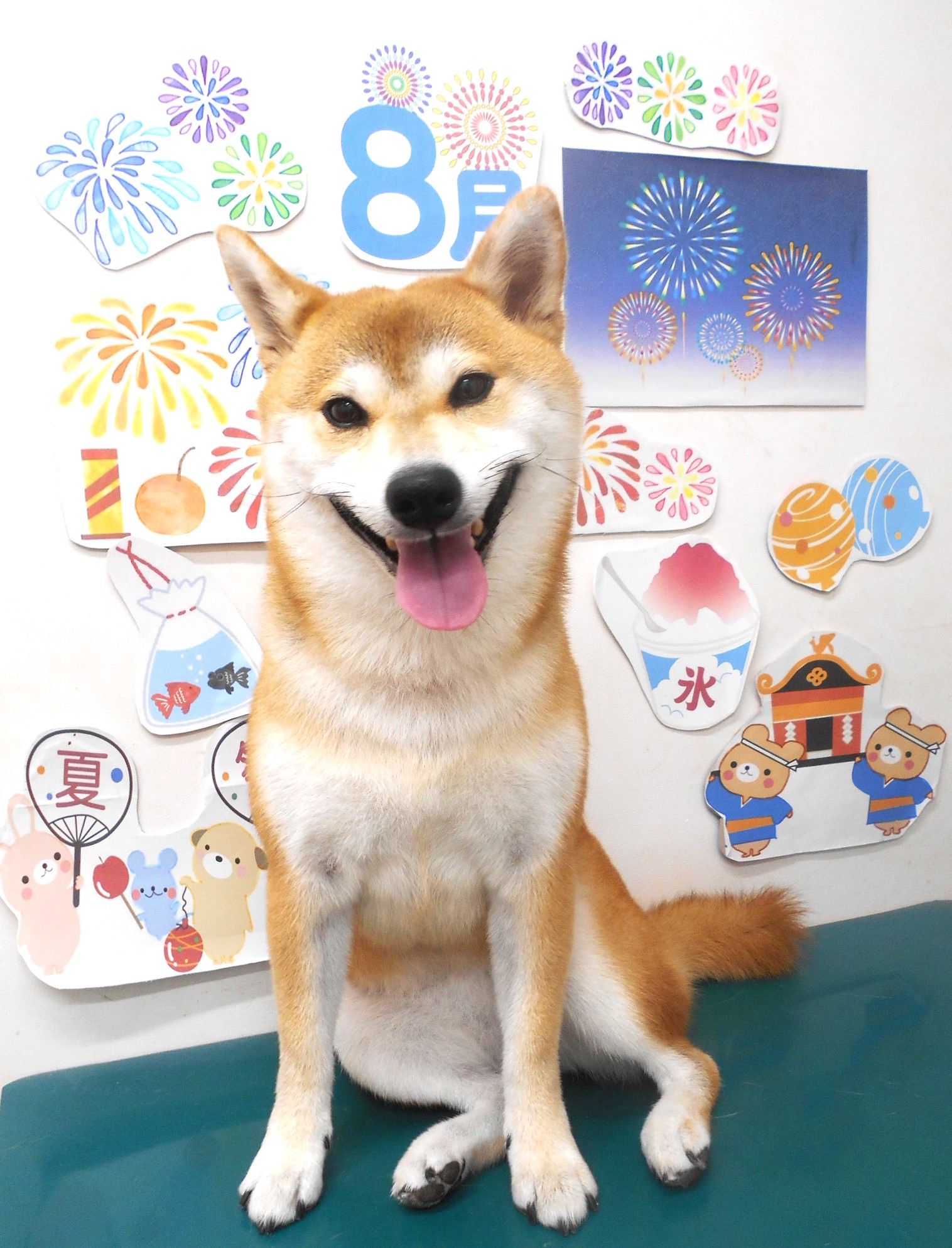 柴犬のトリミングカット シュシュどうぶつ病院の1枚目